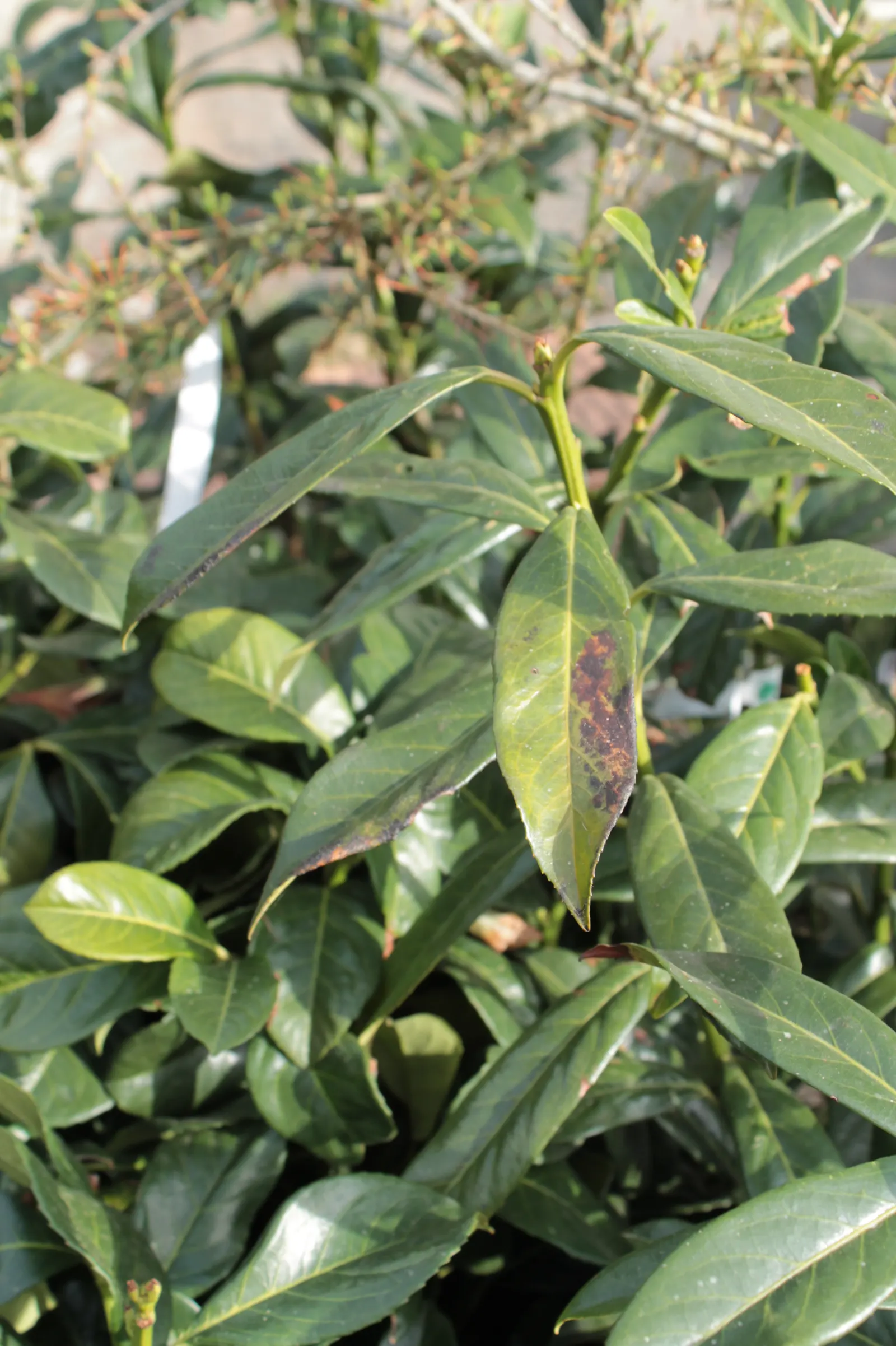 Cherry Laurel (Prunus Laurocerasus 'Castlewellan') — It thrives in full sun to partial shade and prefers moist, well-drained soil; white flowers in, image 63