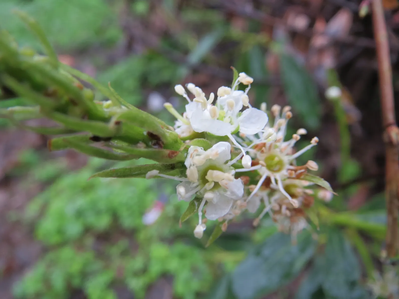 Cherry Laurel (Prunus Laurocerasus 'Castlewellan') — Prunus laurocerasus 'Castlewellan' is an evergreen shrub with lustrous, gold-variegated leaves; its dense