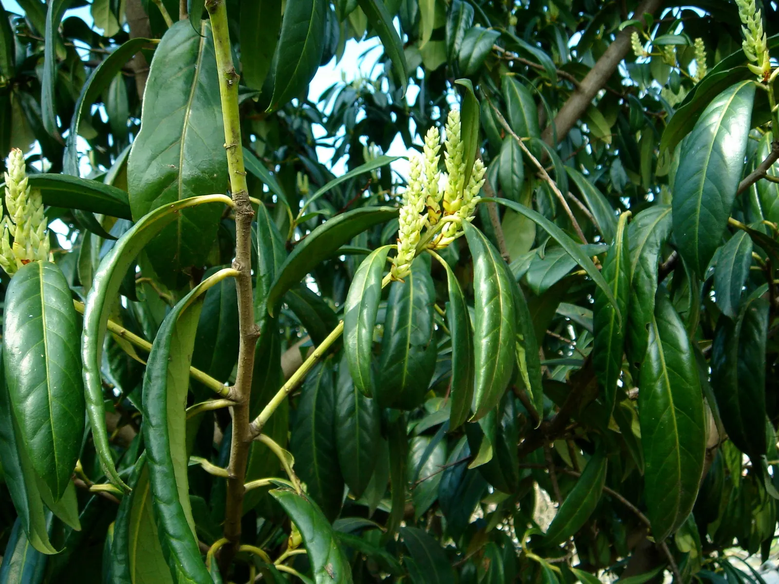 Cherry Laurel (Prunus Laurocerasus 'Castlewellan') — white flowers in the garden