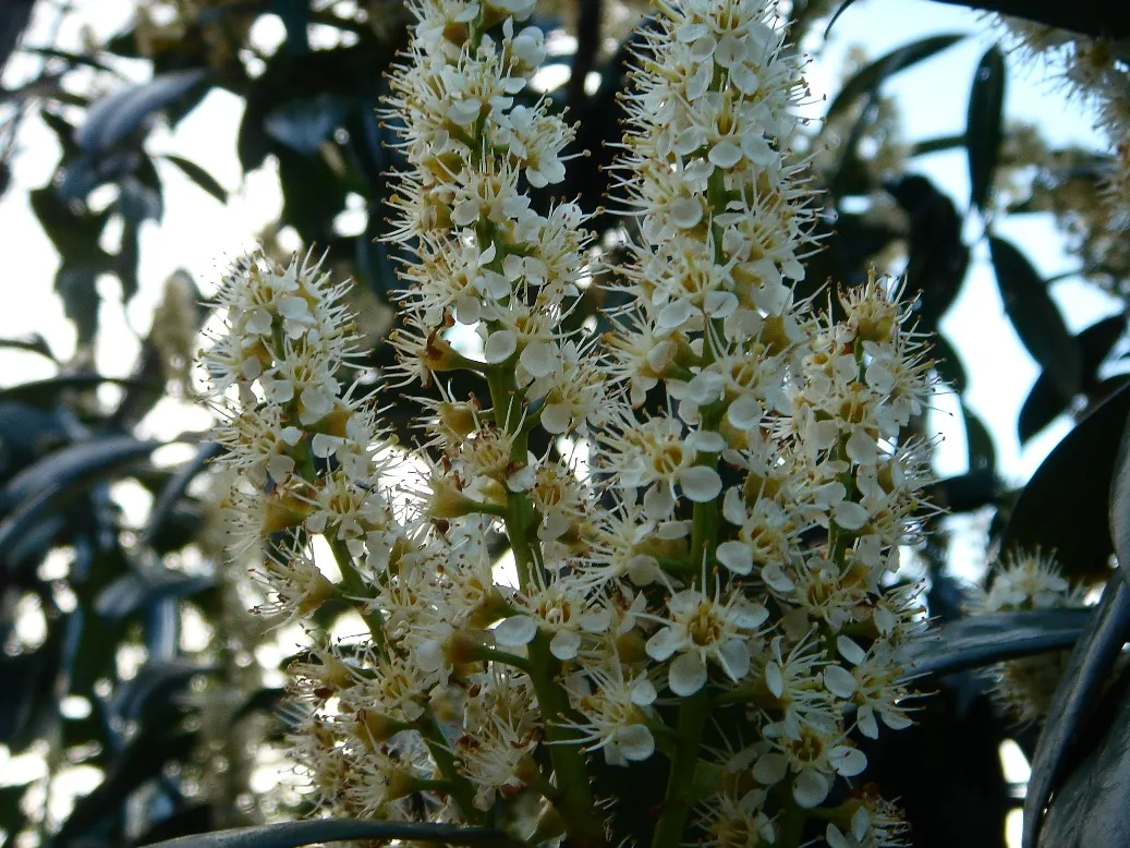 Cherry Laurel (Prunus Laurocerasus 'Castlewellan') — Its dense growth habit makes it ideal for privacy screens or hedges; white spring blossoms, image 44