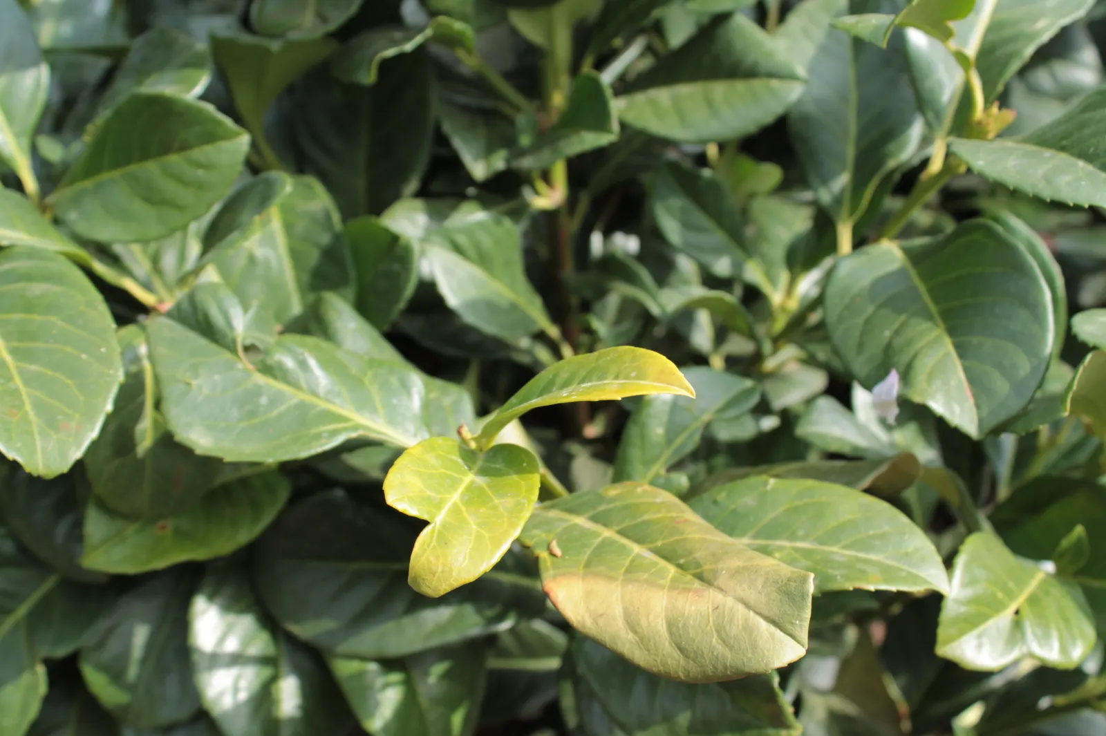 Cherry Laurel (Prunus Laurocerasus 'Castlewellan') — commonly known as Castlewellan Cherry Laurel; shrub with white blooms, image 46