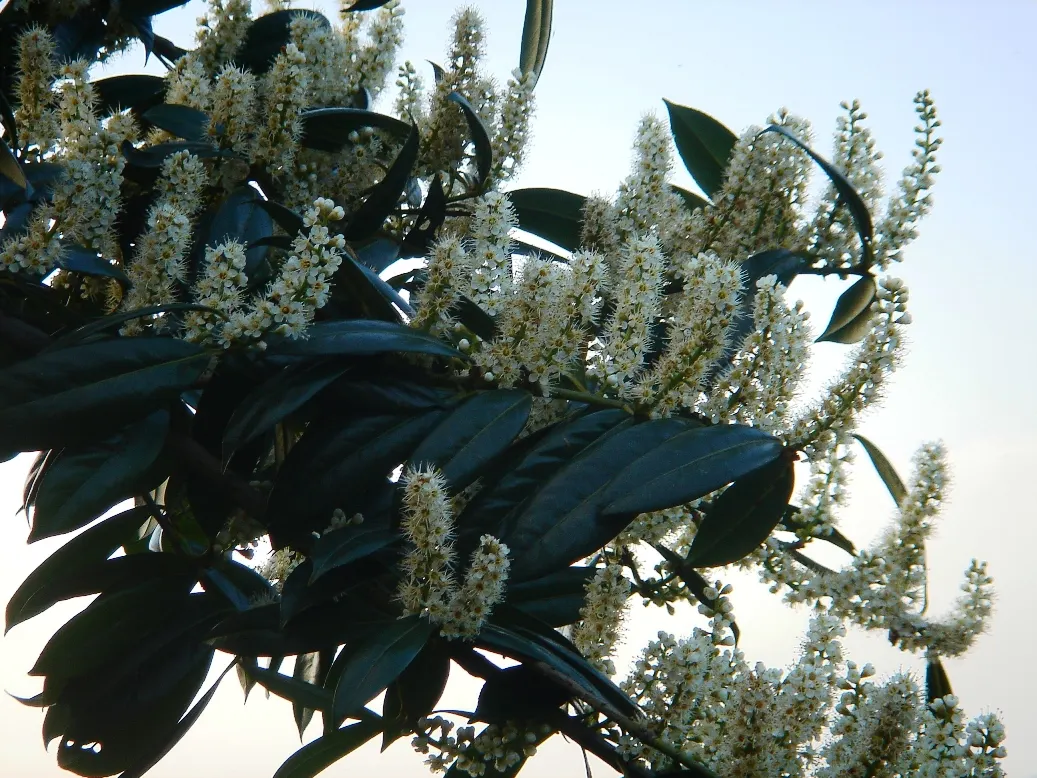 Cherry Laurel (Prunus Laurocerasus 'Castlewellan') — shrub with white blooms; approximately 4 to 6 inches in length