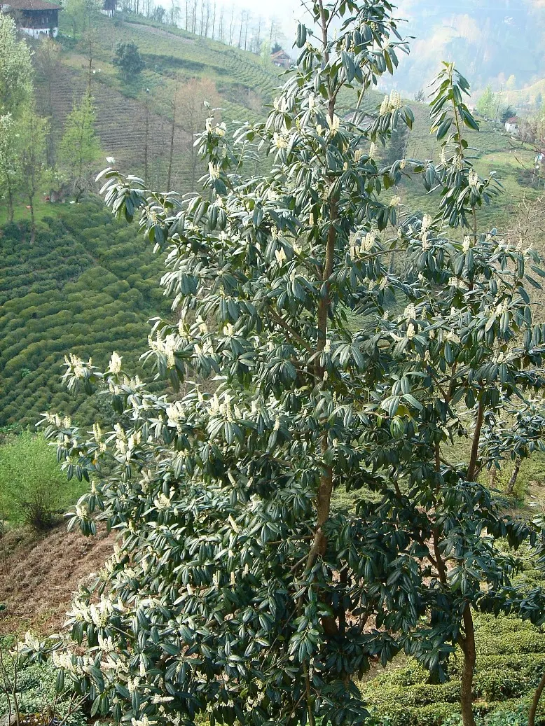 Cherry Laurel (Prunus Laurocerasus 'Castlewellan') — offering an ecological benefit.<br><br>Adaptable and hardy in USDA zones 6-9; this vigorous Cherry Laurel