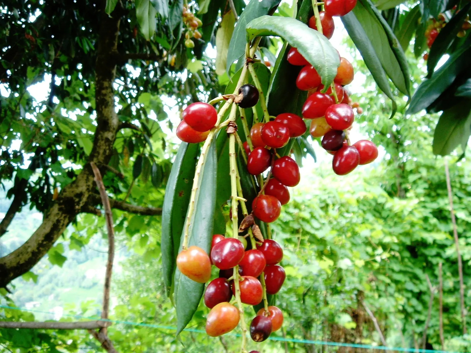 Cherry Laurel (Prunus Laurocerasus 'Castlewellan') — White spring blossoms followed by small, inedible black fruit, add seasonal interest; the, image 65