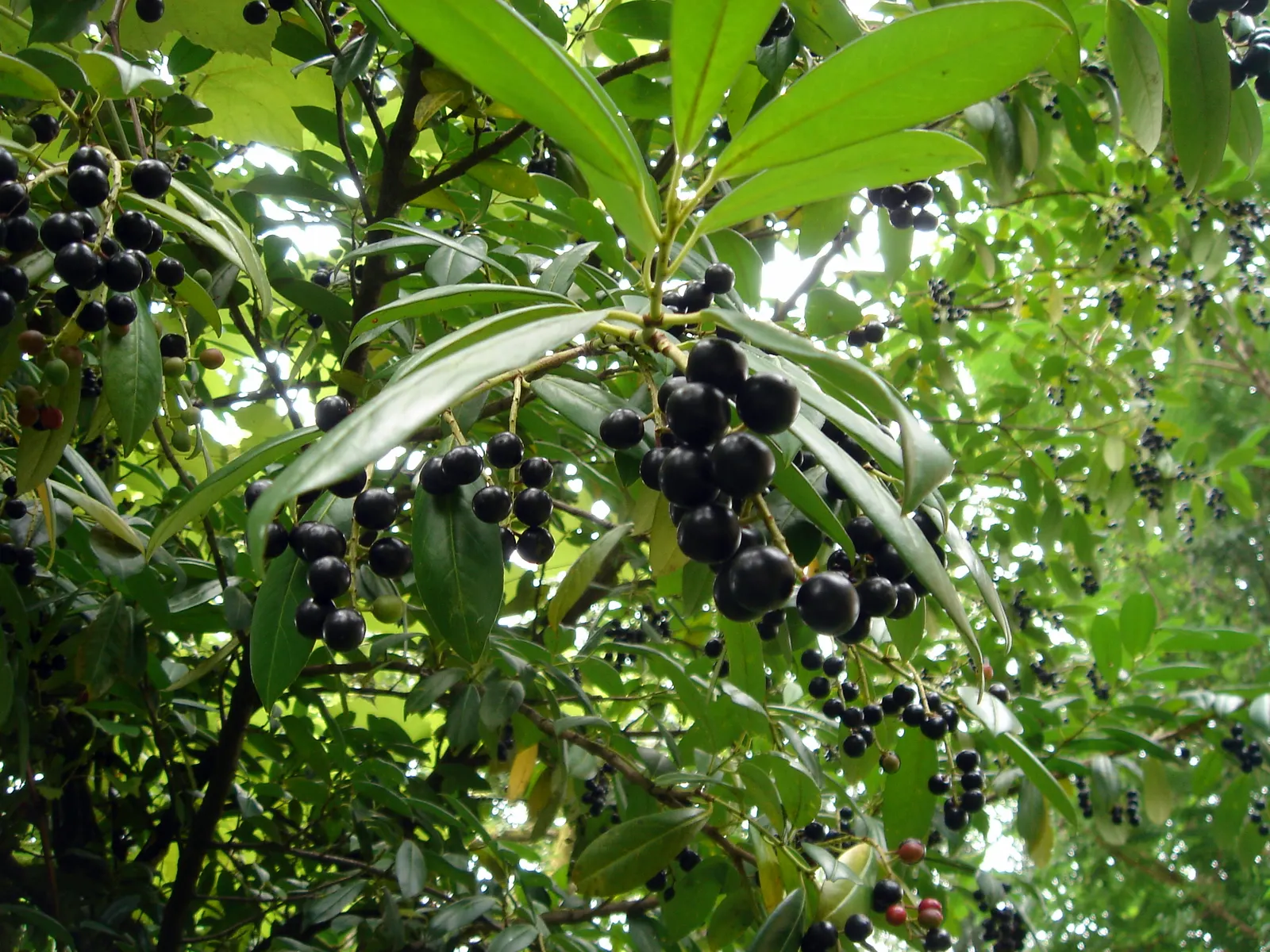 Cherry Laurel (Prunus Laurocerasus 'Castlewellan') — is an evergreen shrub that offers year-round interest in a landscape design; commonly known as, image 47