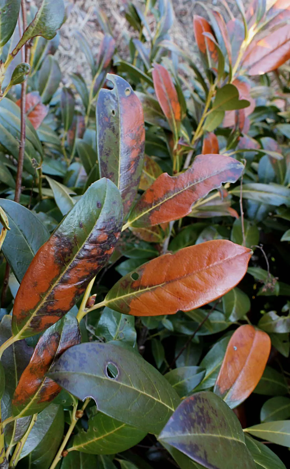 Cherry Laurel (Prunus Laurocerasus 'Castlewellan') — It is also notably resistant to diseases and pests; the 'Castlewellan' thrives in full sun to, image 57