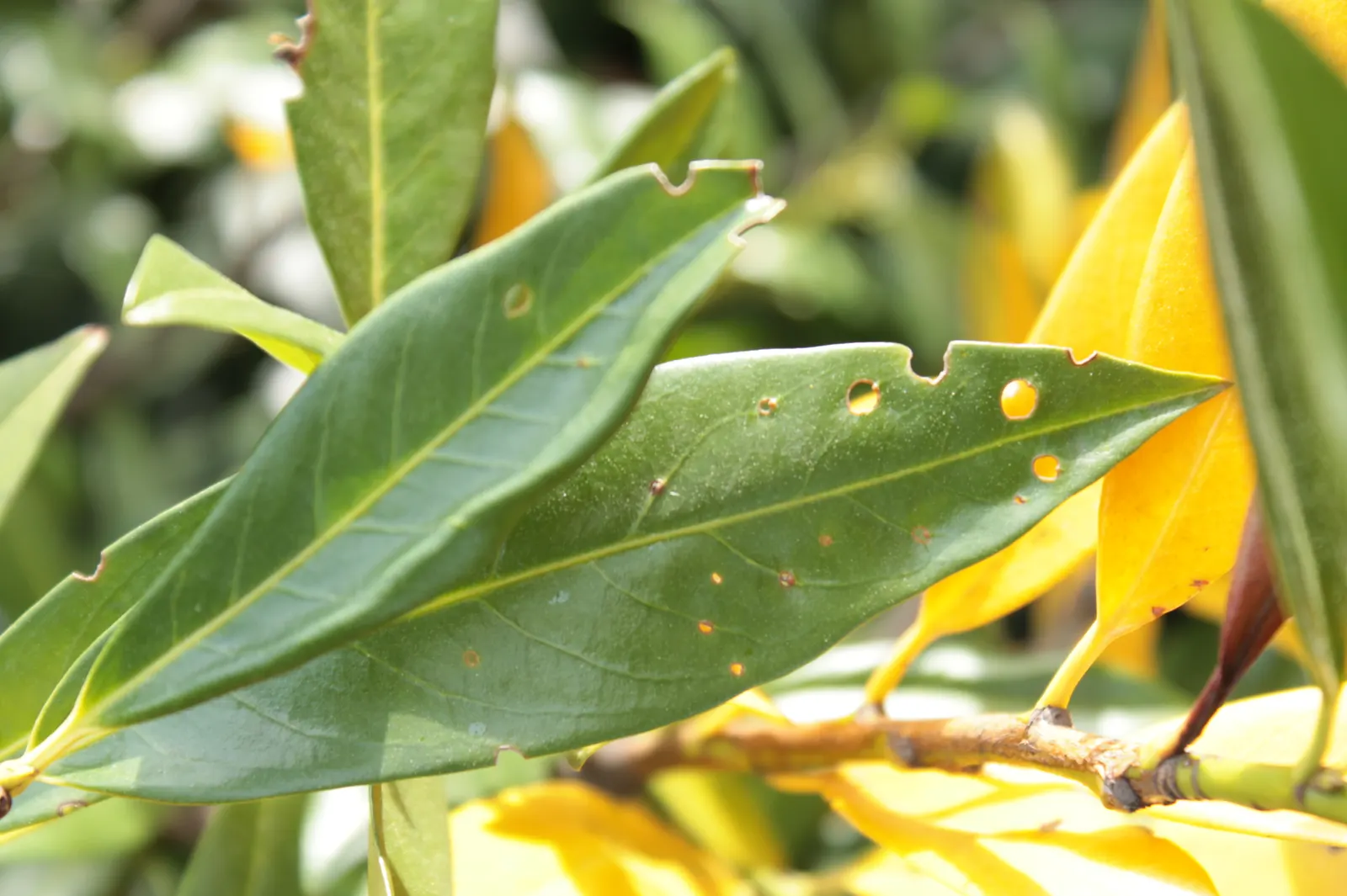 Cherry Laurel (Prunus Laurocerasus 'Castlewellan') — It is also notably resistant to diseases and pests; the 'Castlewellan' thrives in full sun to partial