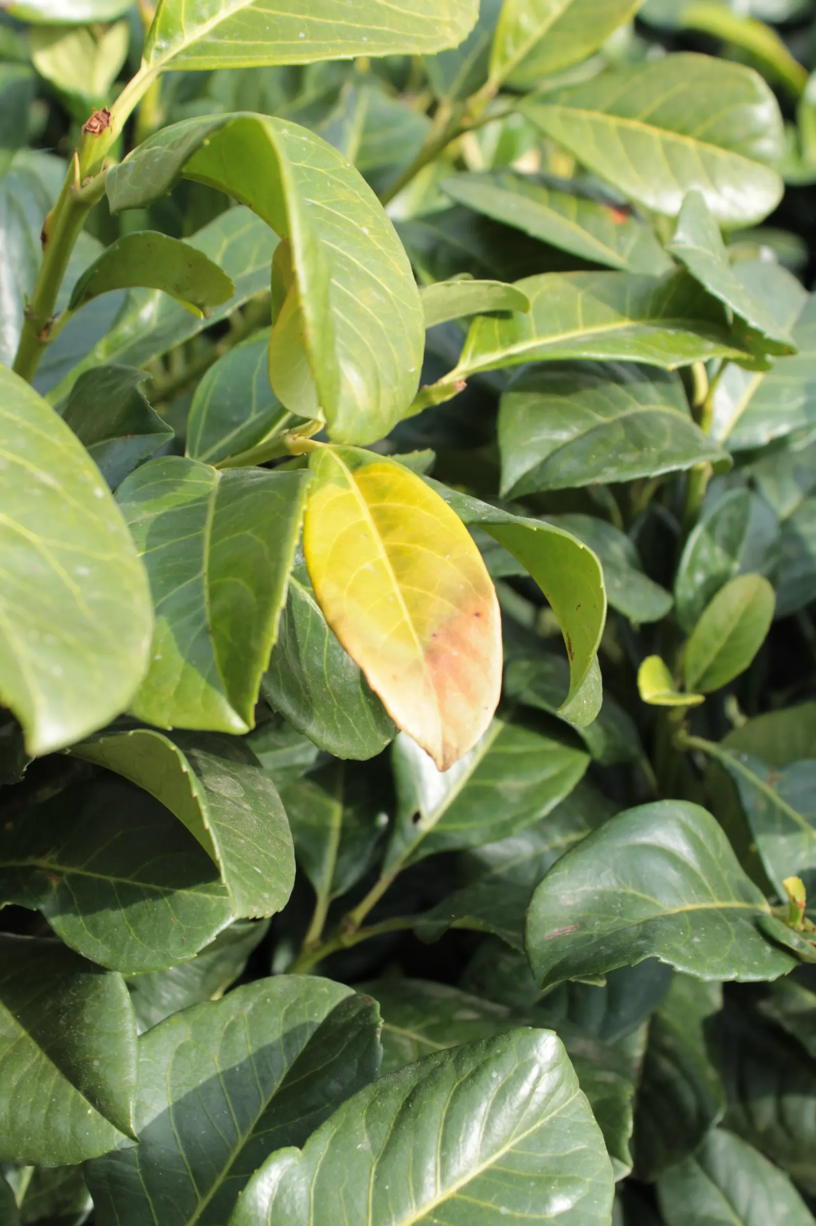 Cherry Laurel (Prunus Laurocerasus 'Castlewellan') — This vigorous Cherry Laurel reaches up to 15 feet in height and 10 feet in width; making it an excellent