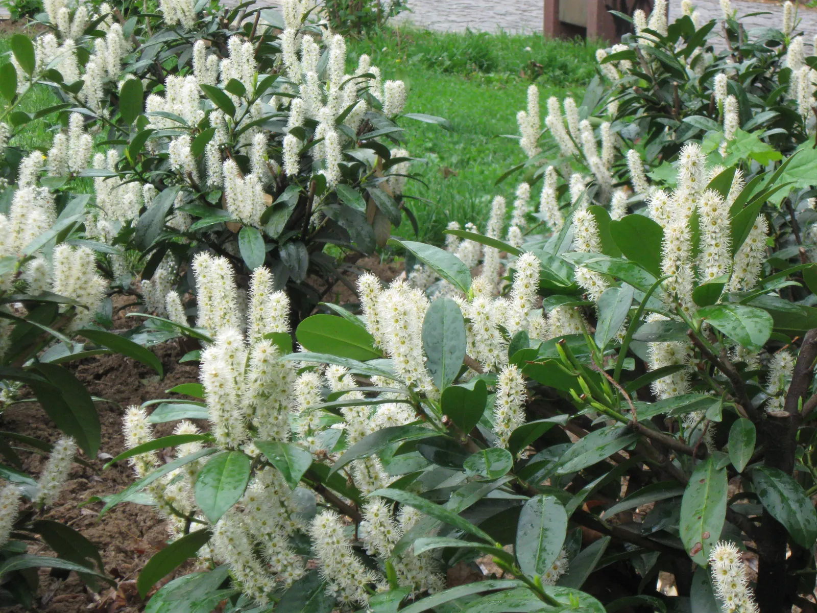 Cherry Laurel (Prunus Laurocerasus 'Castlewellan') — the plant produces modest but fragrant white flowers