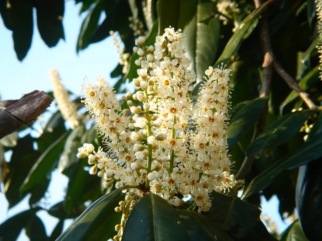 Cherry Laurel (Prunus Laurocerasus 'Castlewellan') — cherry-like red fruits that mature to a dark black-purple and are favored by birds