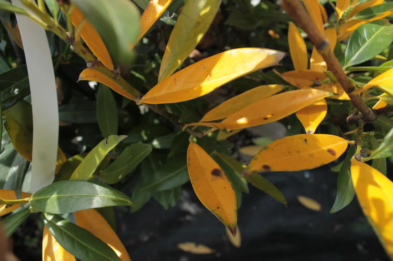 Cherry Laurel (Prunus Laurocerasus 'Castlewellan') — This cultivar is known for its lush; which are about a half-inch in diameter and arranged in attractive