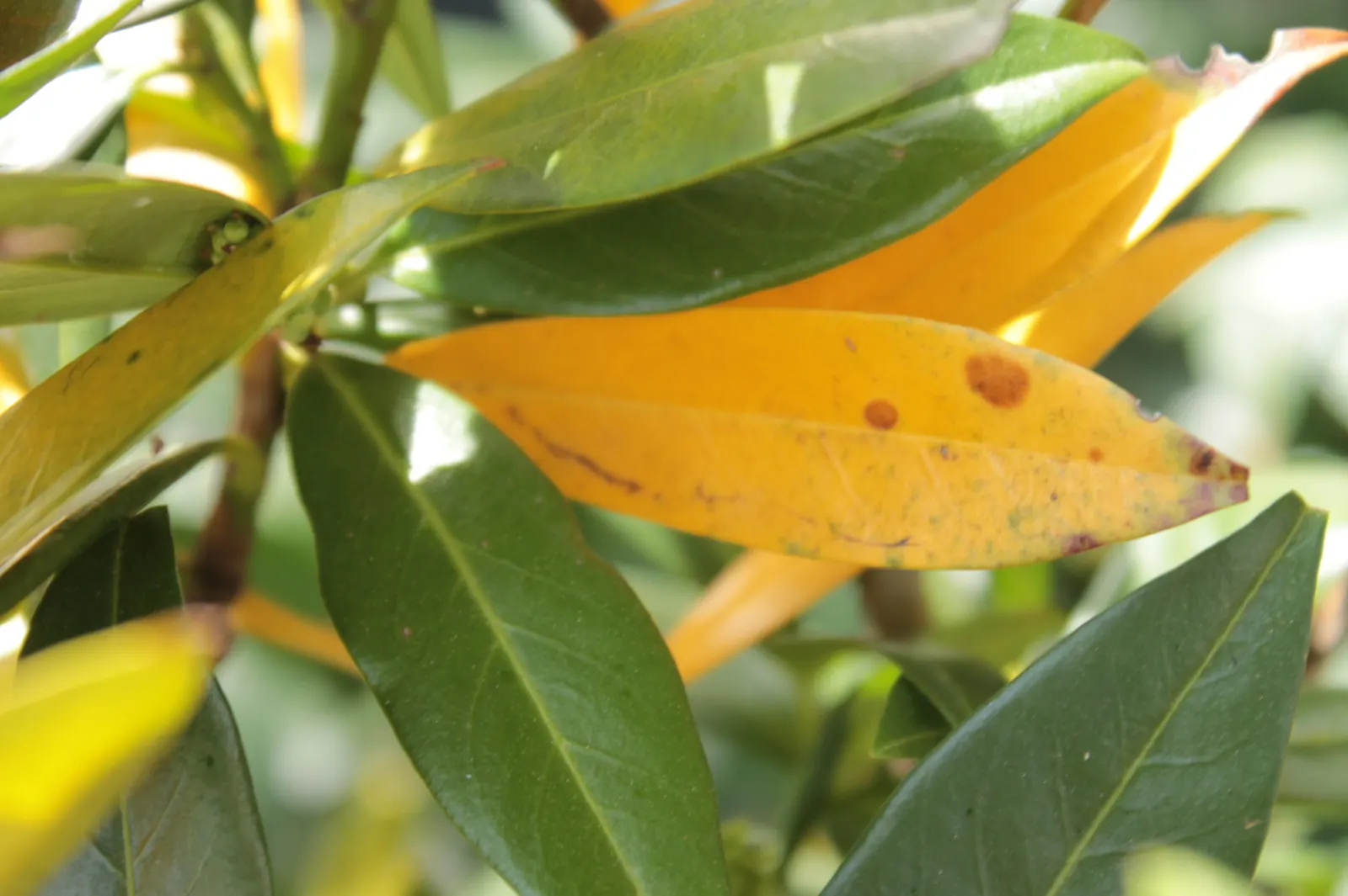 Cherry Laurel (Prunus Laurocerasus 'Castlewellan') — shrub with white blooms; approximately 4 to 6 inches in length, image 59