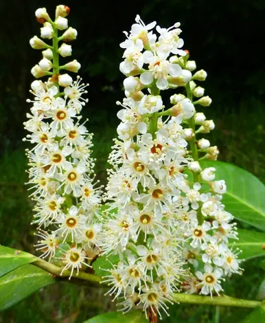 Cherry Laurel (Prunus Laurocerasus 'Castlewellan') — offering an ecological benefit.<br><br>Adaptable and hardy in USDA zones 6-9
