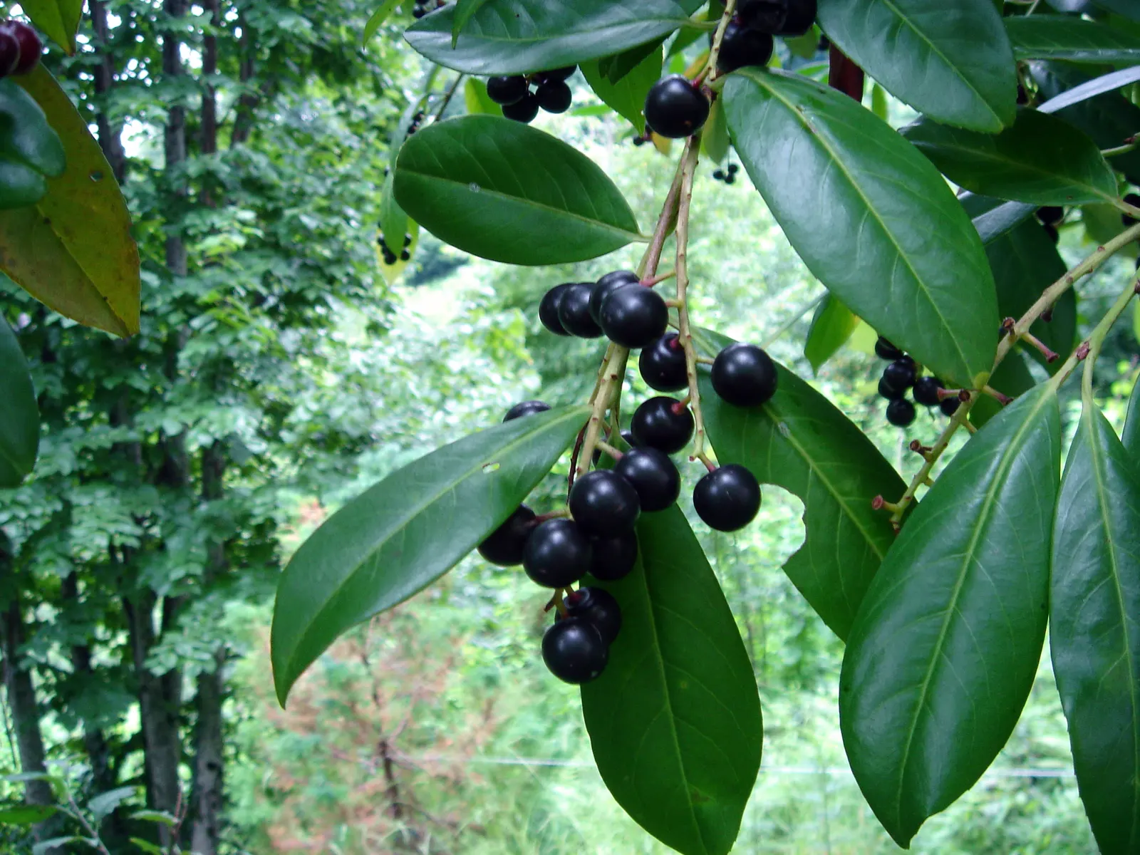 Cherry Laurel (Prunus Laurocerasus 'Castlewellan') — approximately 4 to 6 inches in length; is an evergreen shrub that offers year-round interest, image 50