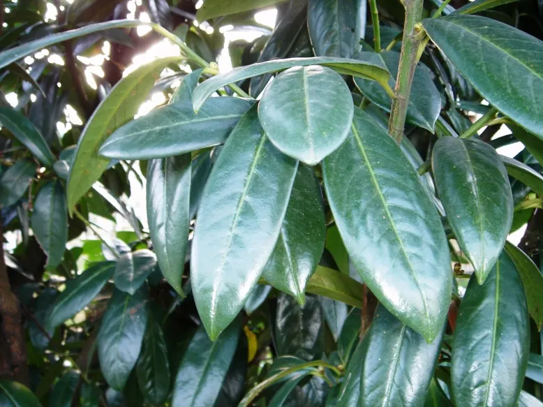 Cherry Laurel (Prunus Laurocerasus 'Castlewellan') — Prunus laurocerasus 'Castlewellan' is an evergreen shrub with lustrous, gold-variegated leaves