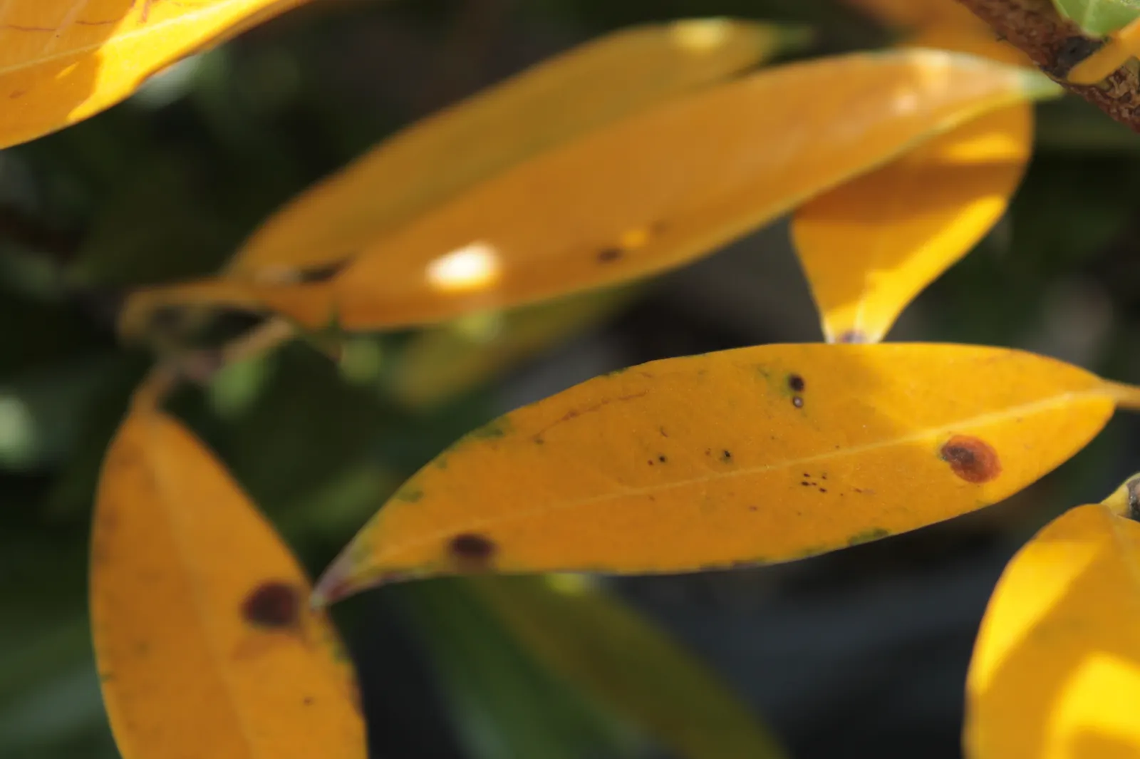 Cherry Laurel (Prunus Laurocerasus 'Castlewellan') — which are about a half-inch in diameter and arranged in attractive upright racemes