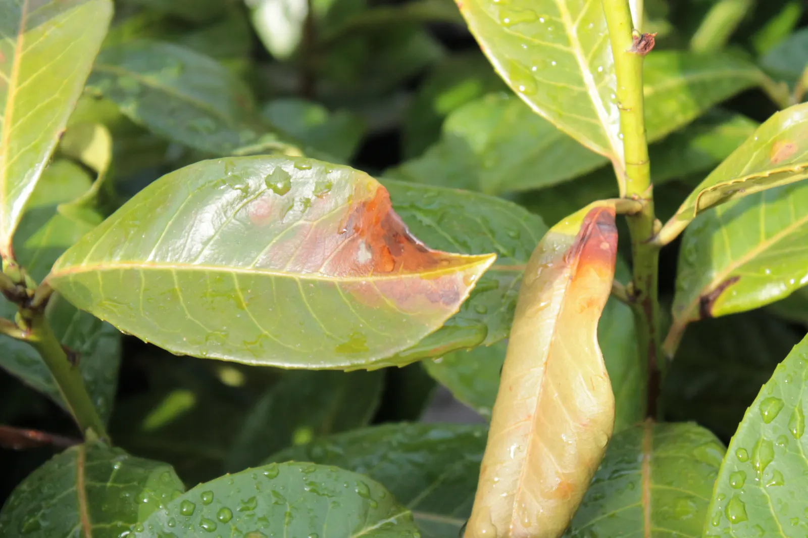 Cherry Laurel (Prunus Laurocerasus 'Castlewellan') — commonly known as Castlewellan Cherry Laurel