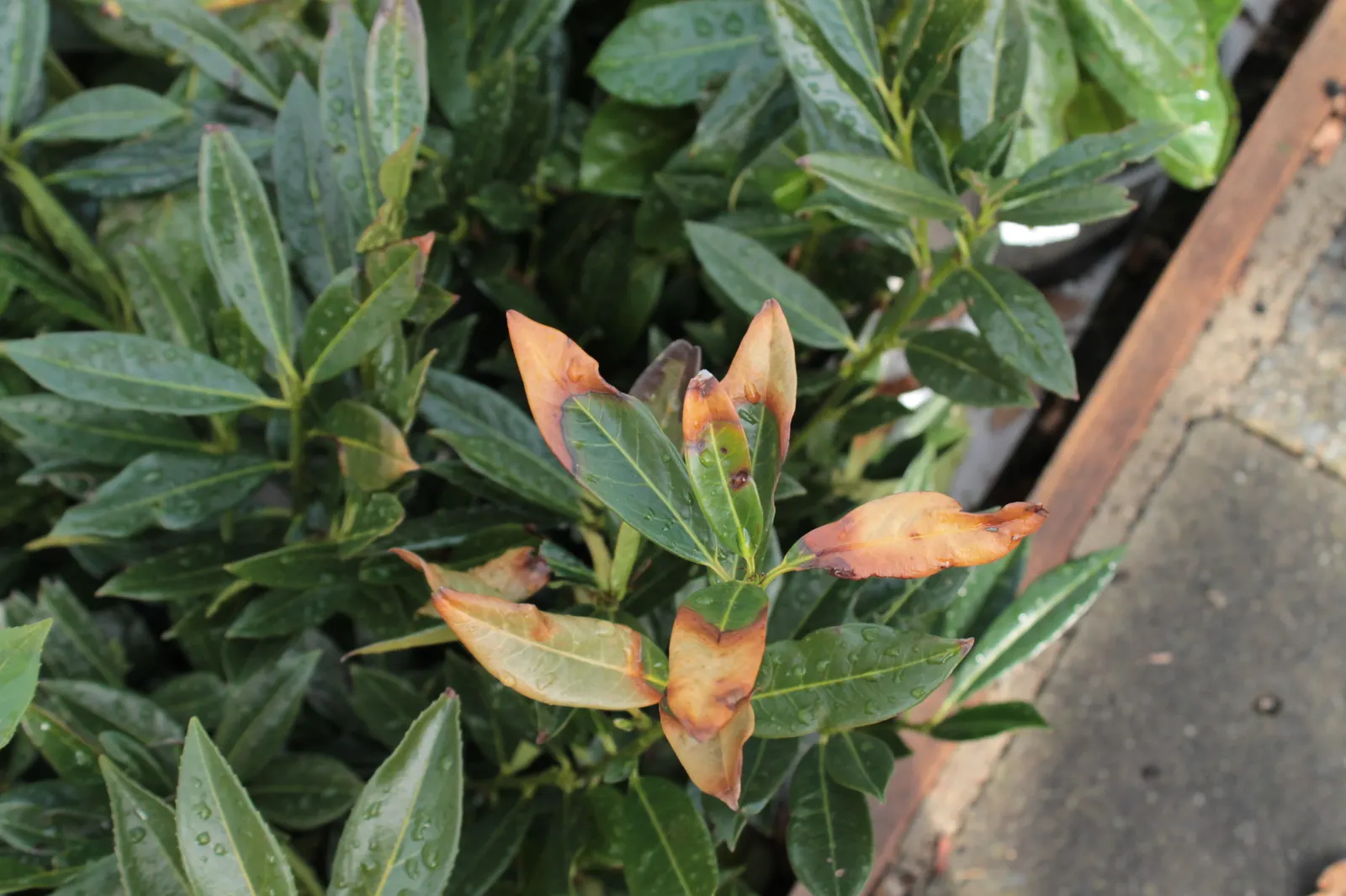 Cherry Laurel (Prunus Laurocerasus 'Castlewellan') — Prunus laurocerasus 'Castlewellan' is an evergreen shrub with lustrous, gold-variegated, image 41