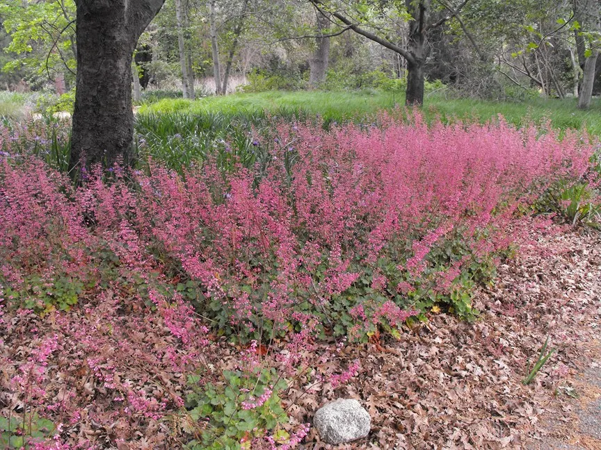 Wendy Alum Root (Heuchera 'Wendy') — flaunts ruffled evergreen foliage with a silver sheen