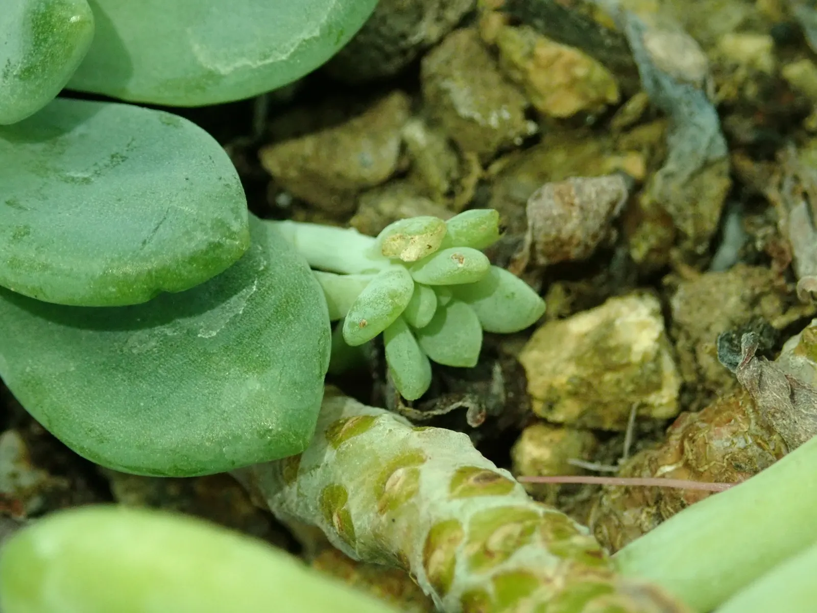 Tiscalatengo Gorge Sedum (Sedum Clavatum) — This plant reaches up to 8 inches in height and spreads 12 inches wide