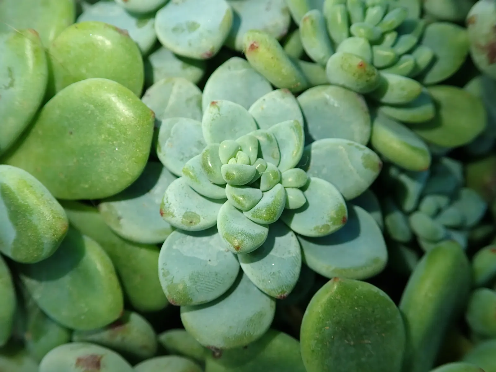 Tiscalatengo Gorge Sedum (Sedum Clavatum) — Originating from the higher elevations in Mexico