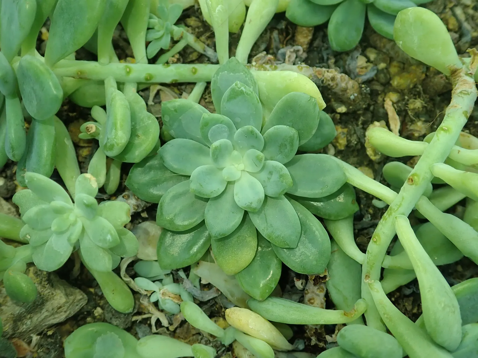 Tiscalatengo Gorge Sedum (Sedum Clavatum) — Drought-tolerant and frost-hardy, it thrives in USDA zones 9-11