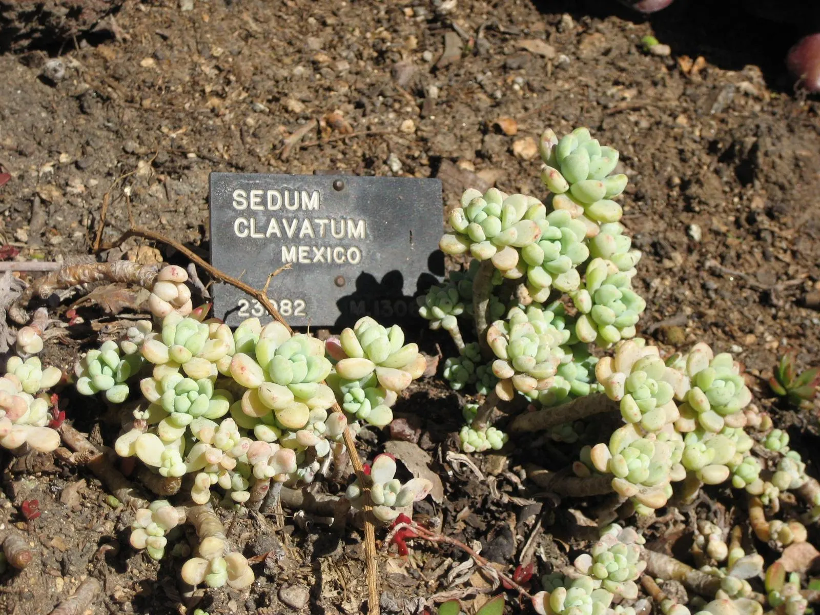 Tiscalatengo Gorge Sedum (Sedum Clavatum) — perfect for clients looking to add a touch of texture and year-round interest