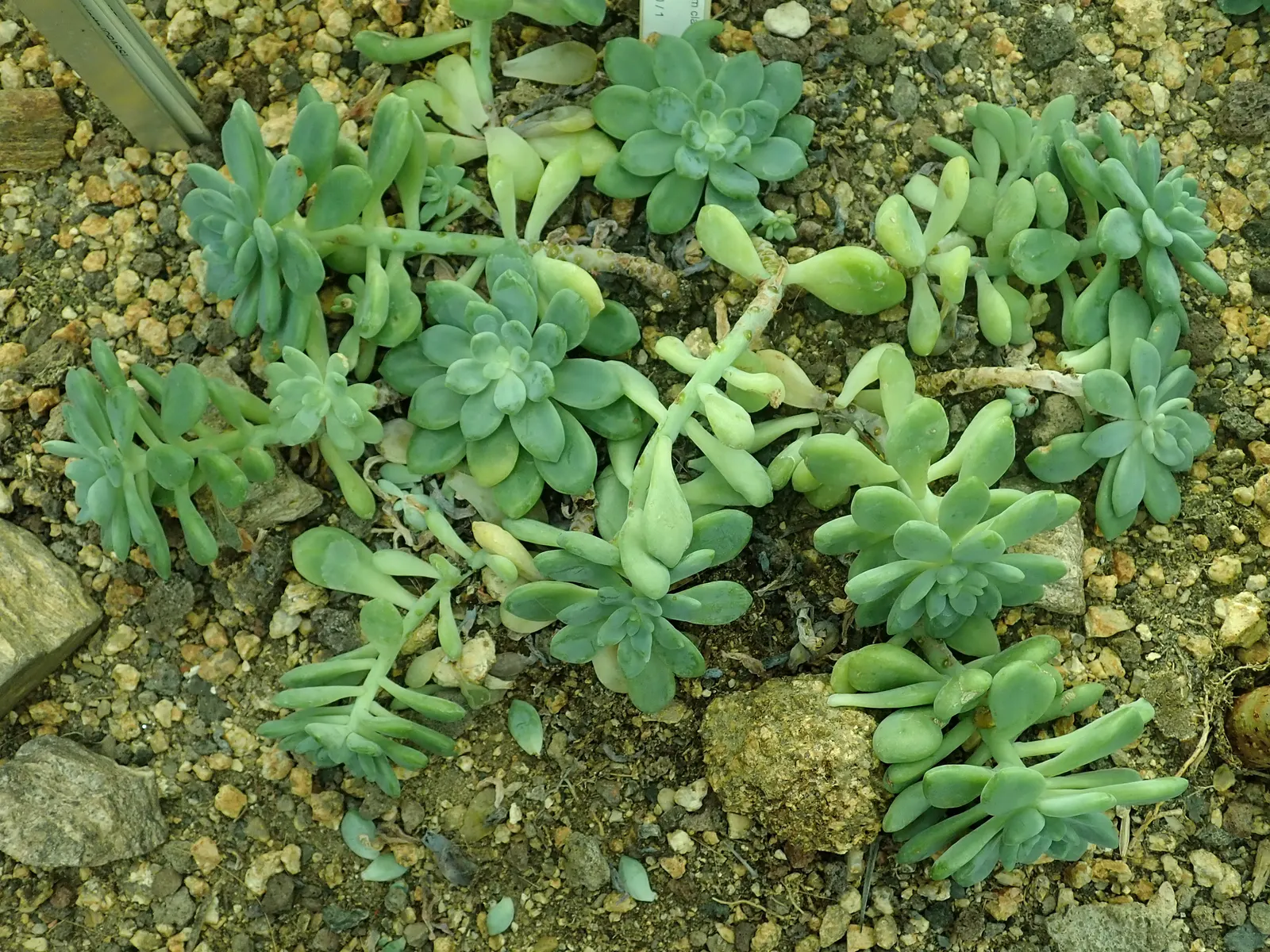 Tiscalatengo Gorge Sedum (Sedum Clavatum) — it requires well-draining soil and full sun to partial shade