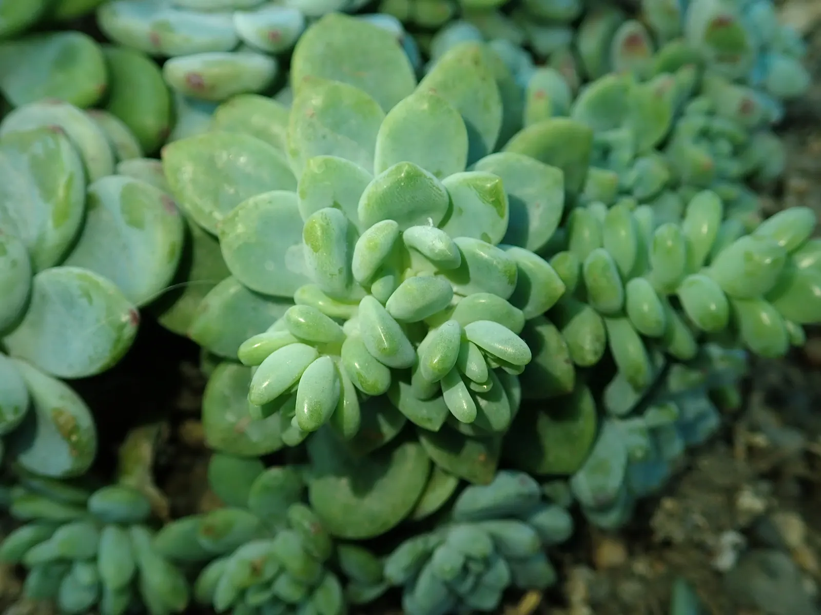 Tiscalatengo Gorge Sedum (Sedum Clavatum) — is a succulent that presents a unique and delightful addition to any landscape design