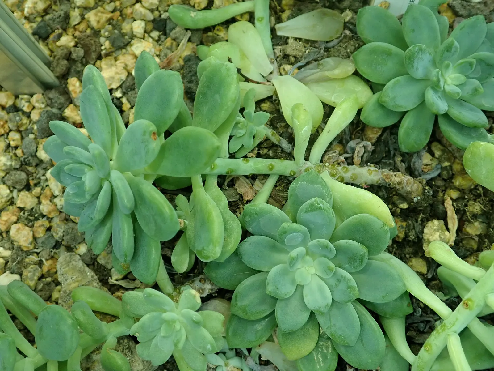 Tiscalatengo Gorge Sedum (Sedum Clavatum) — scientifically known as Sedum clavatum