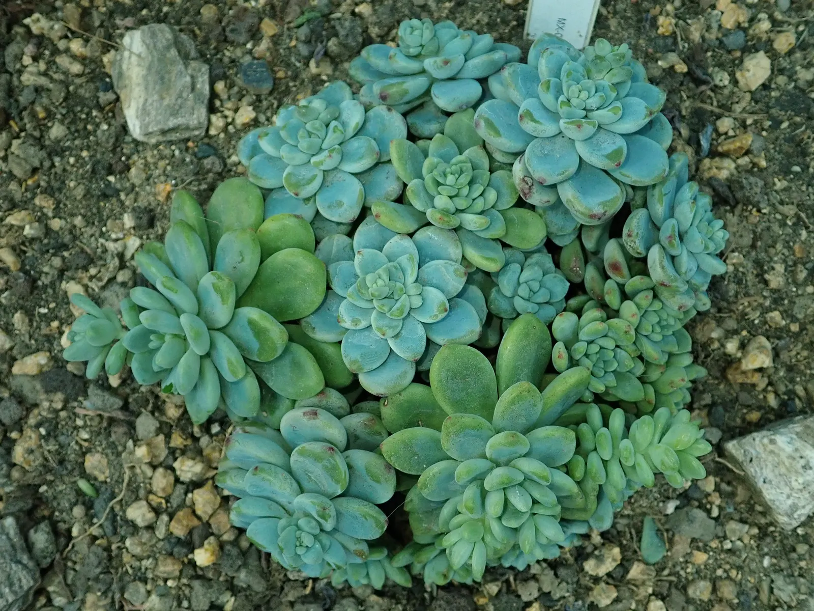 Tiscalatengo Gorge Sedum (Sedum Clavatum) — It blooms in spring, showcasing white flowers atop stout stems
