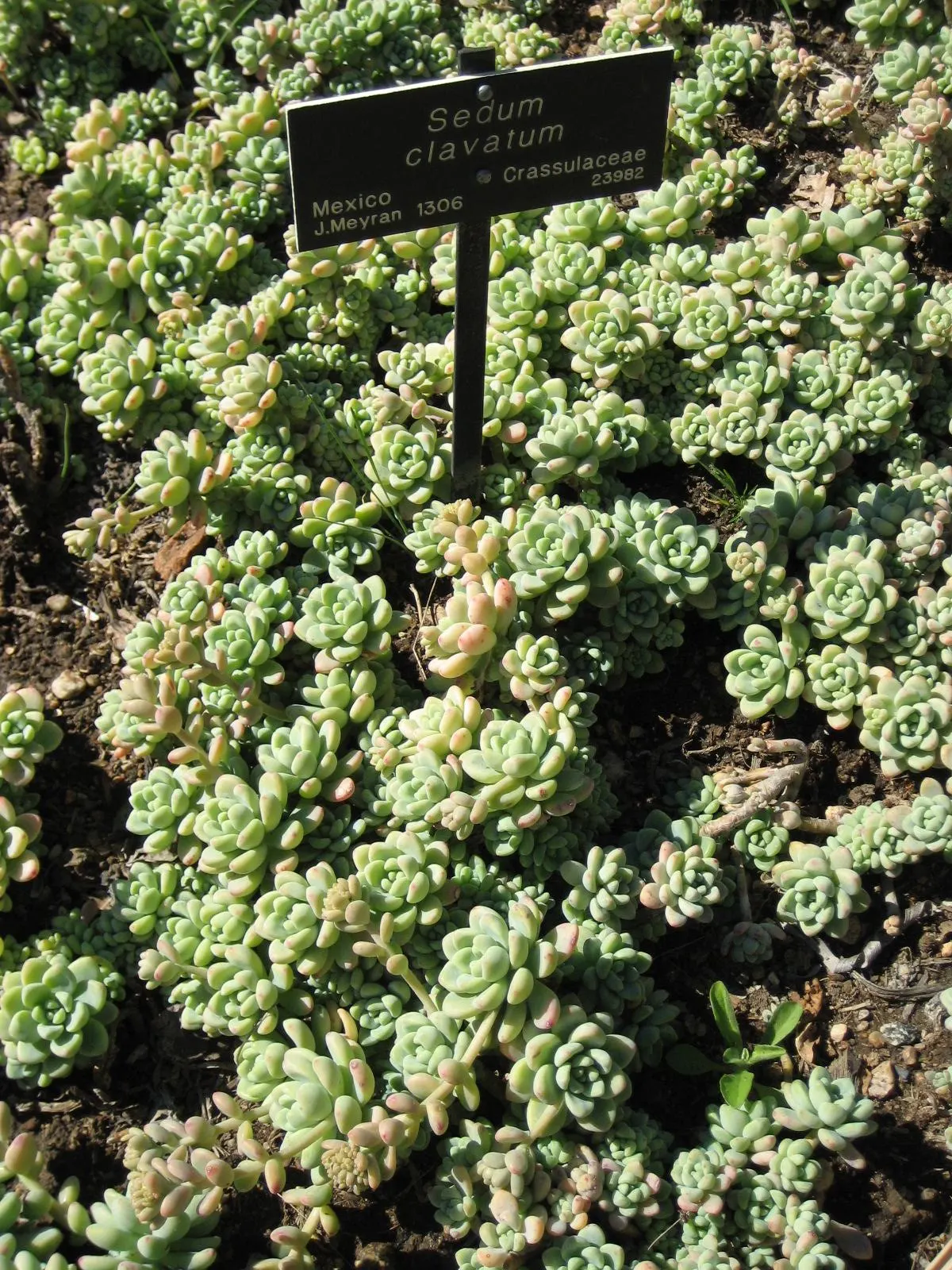 Tiscalatengo Gorge Sedum (Sedum Clavatum) — is a succulent perennial prized for its robust rosettes of powdery blue-green leaves
