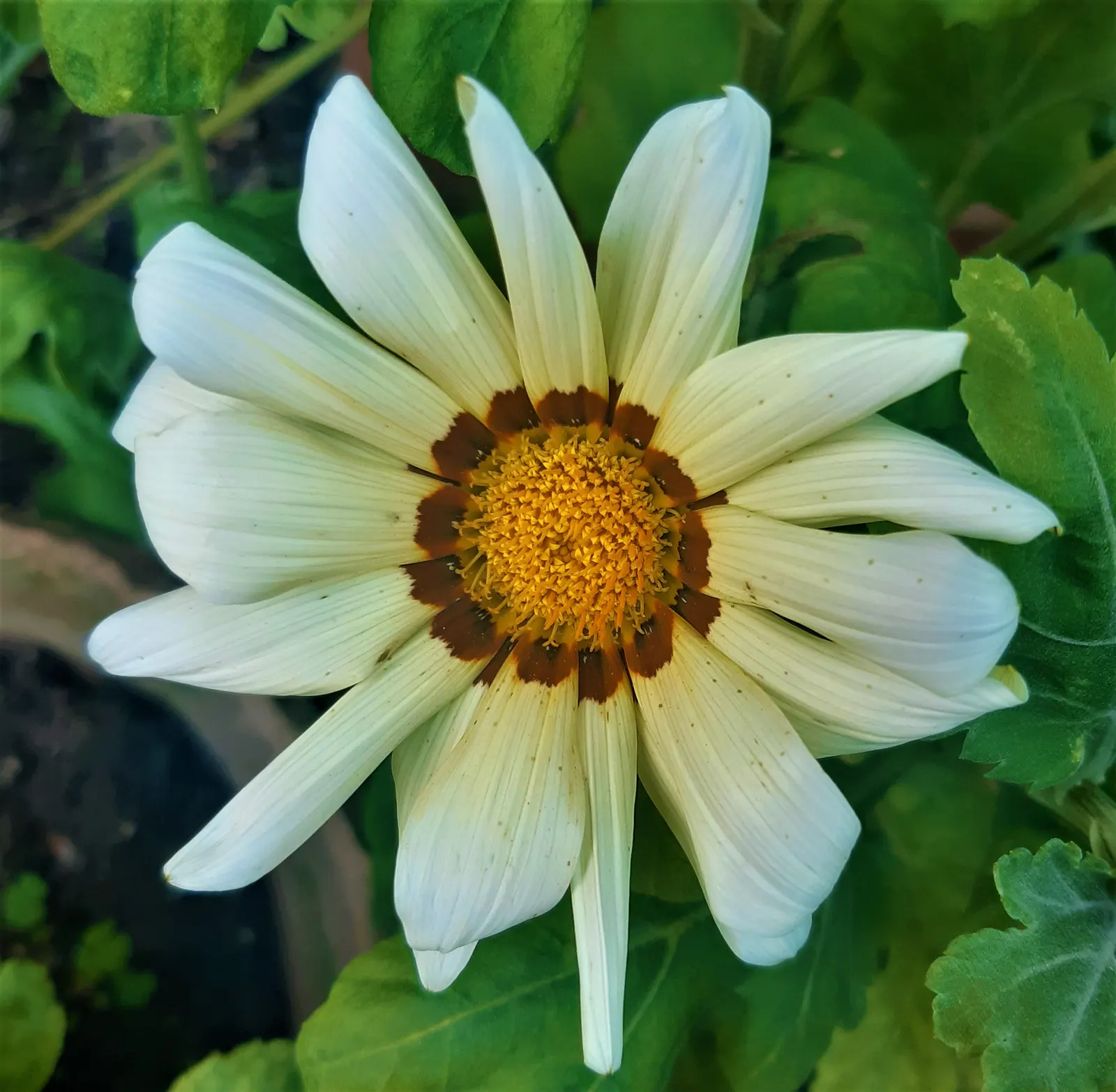 Trailing White Gazania (Gazania 'White') — the trailing Gazania thrives in USDA hardiness zones 9 to 11