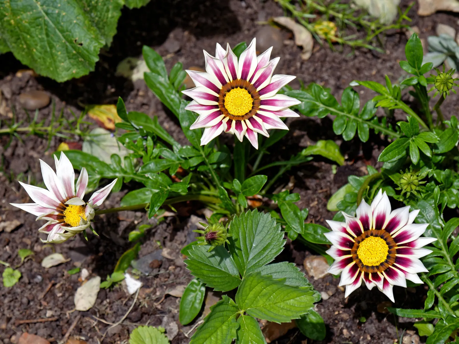 Trailing White Gazania (Gazania 'White') — It prefers well-drained soil and will perform best in full sun exposure