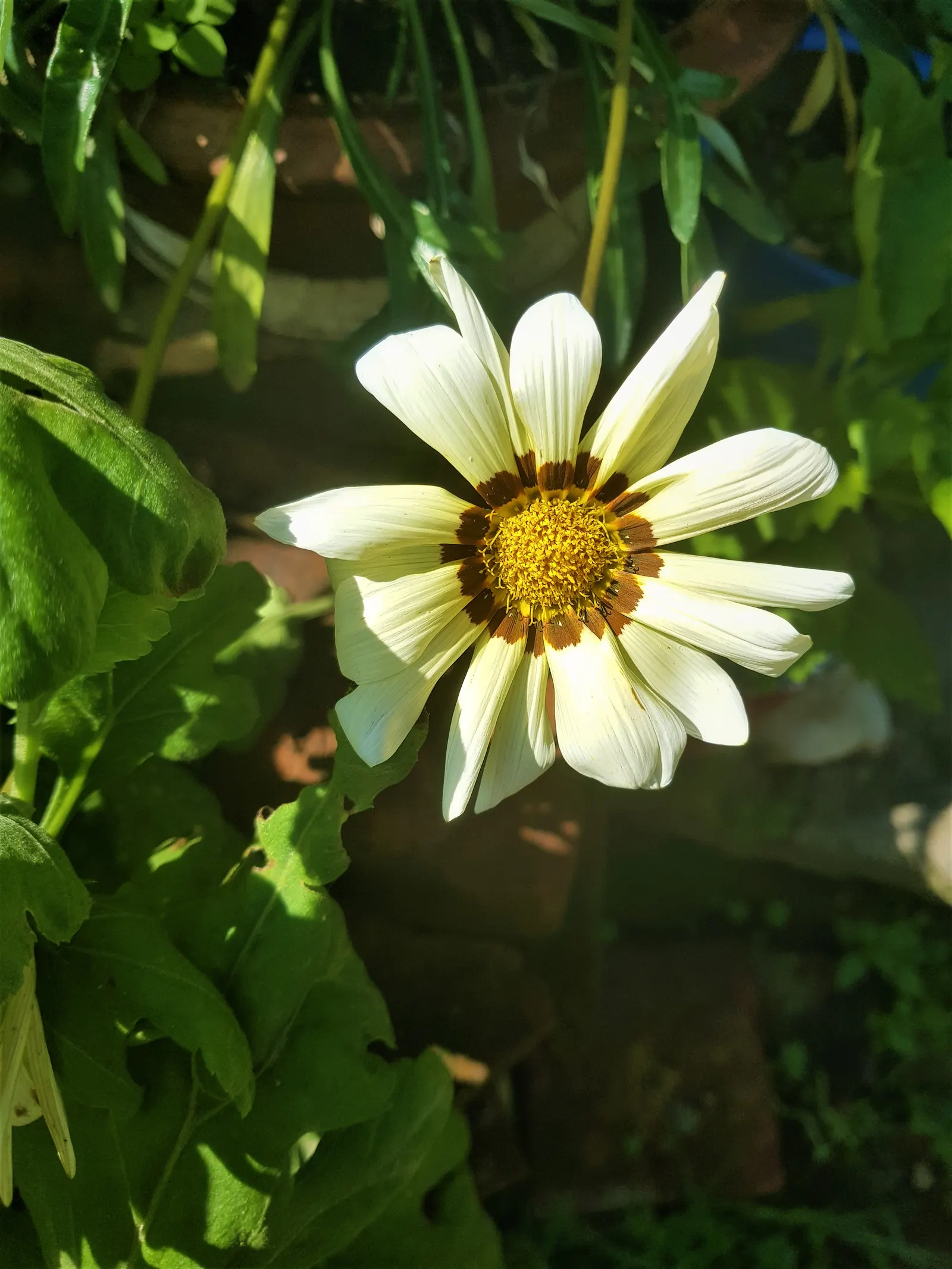 Trailing White Gazania (Gazania 'White') — where it can bask in at least 6 hours of direct sunlight daily