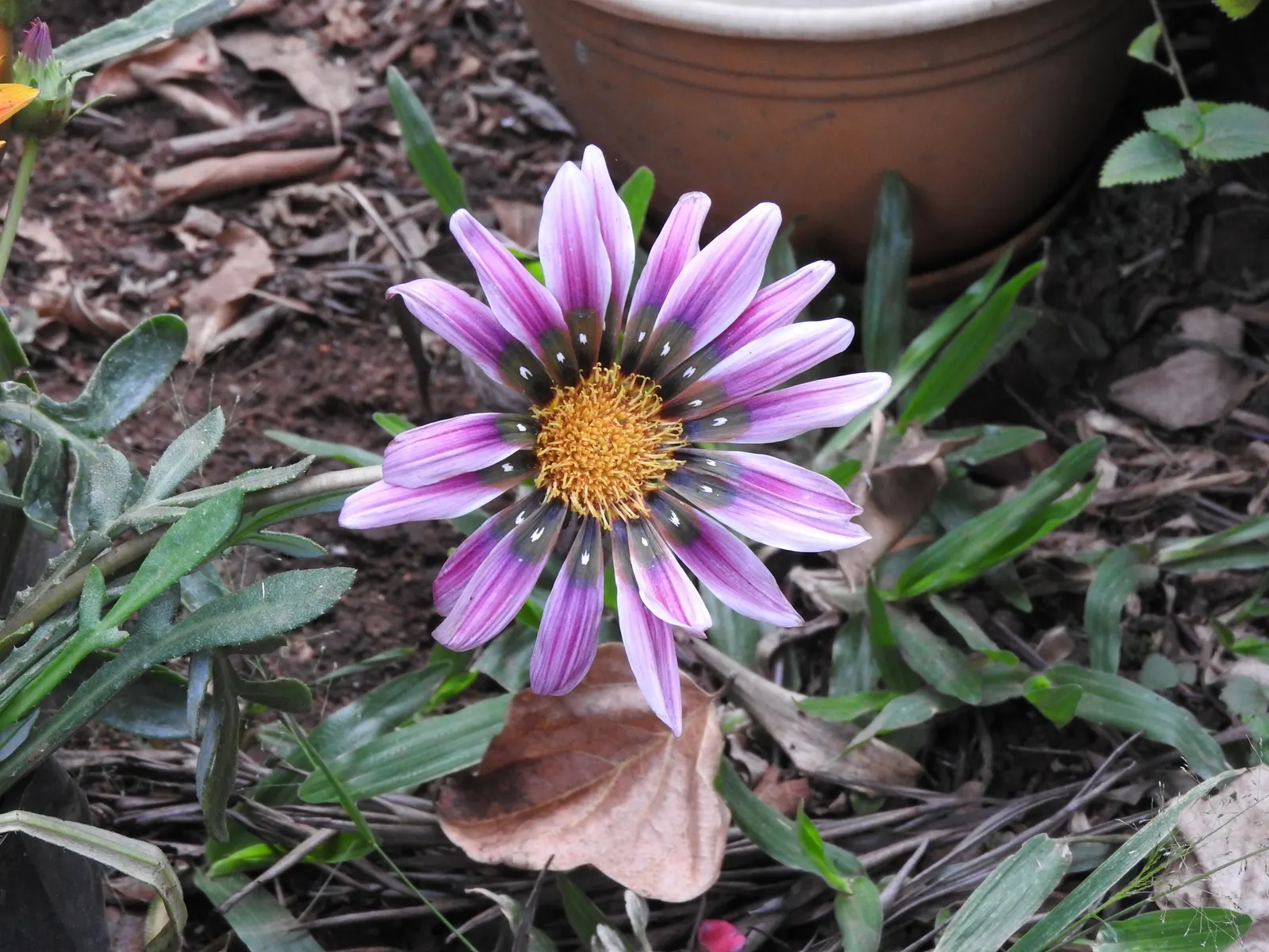 Trailing White Gazania (Gazania 'White') — This groundcover excels in poor soils, requires minimal water, and thrives in full sun