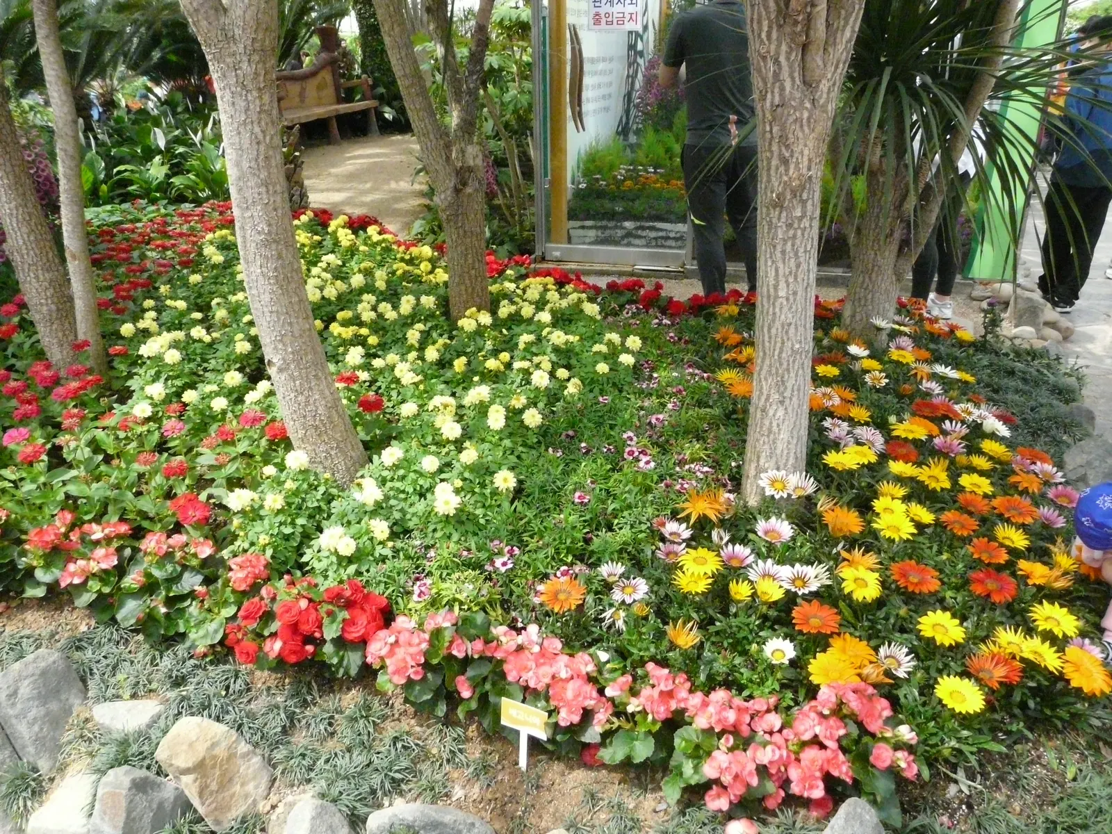 Trailing White Gazania (Gazania 'White') — Its daisy-like flowers boast a radiant yellow hue with a soft white undertone