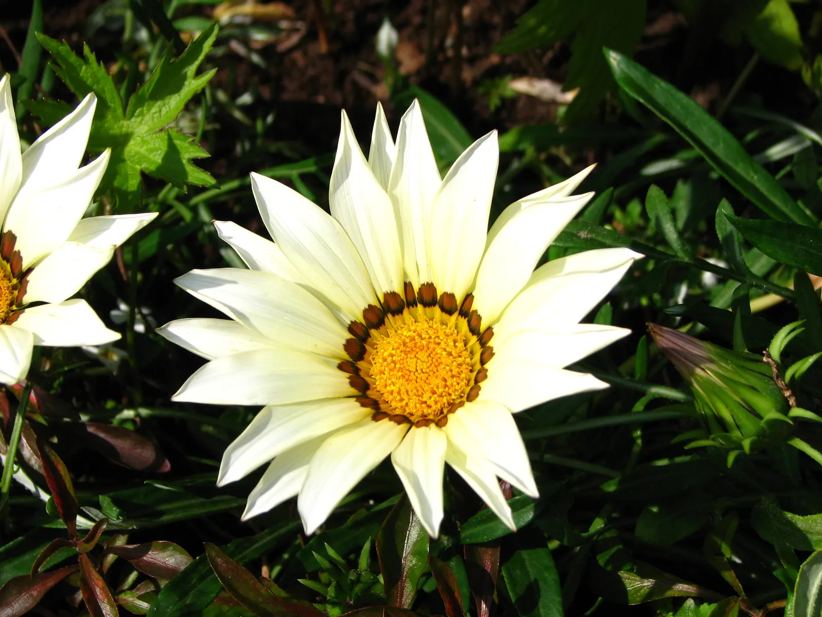 Trailing White Gazania (Gazania 'White') — Gazania 'White' demonstrates drought tolerance