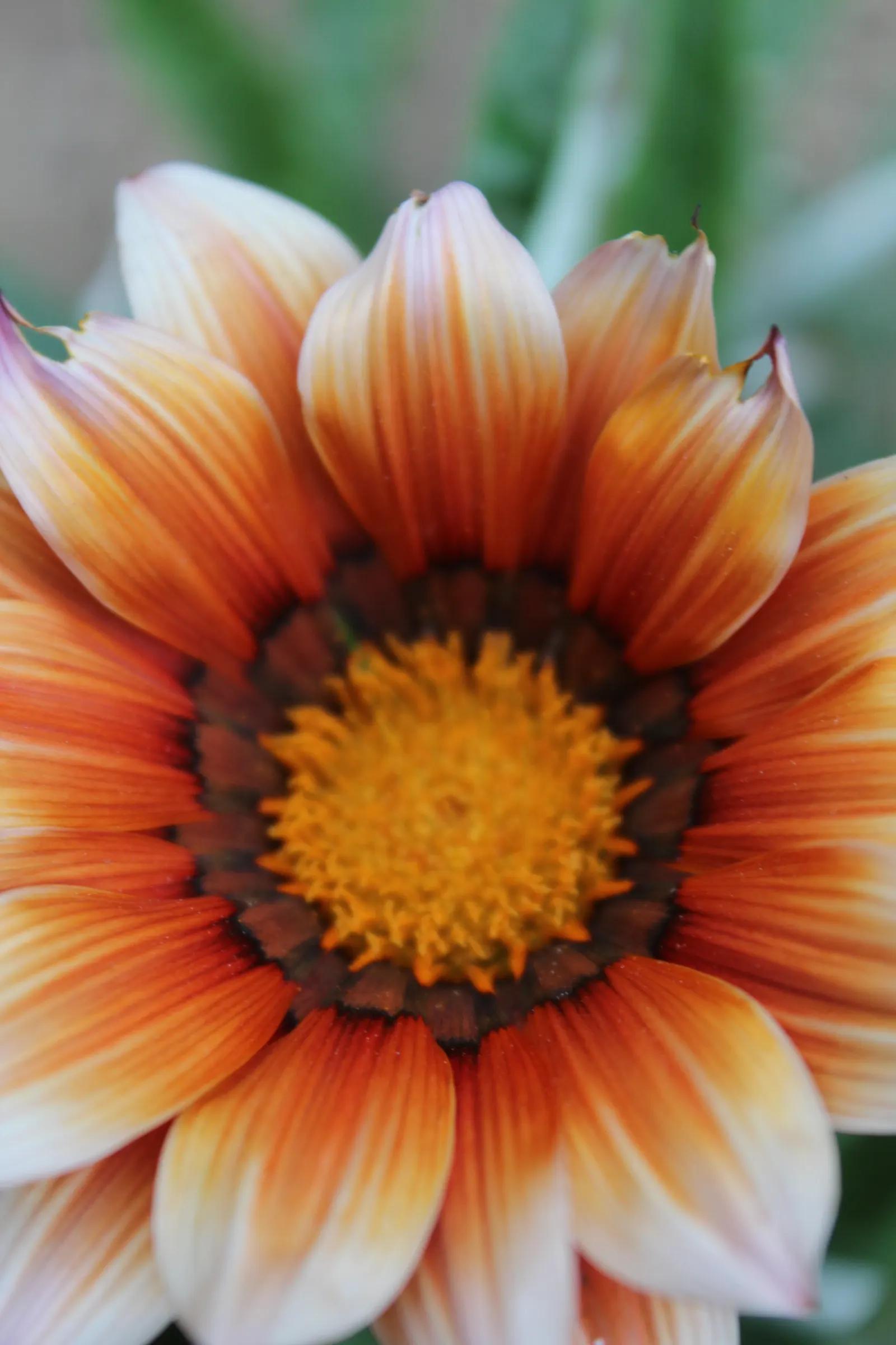Trailing White Gazania (Gazania 'White') — drought-tolerant option with a continuous display of color