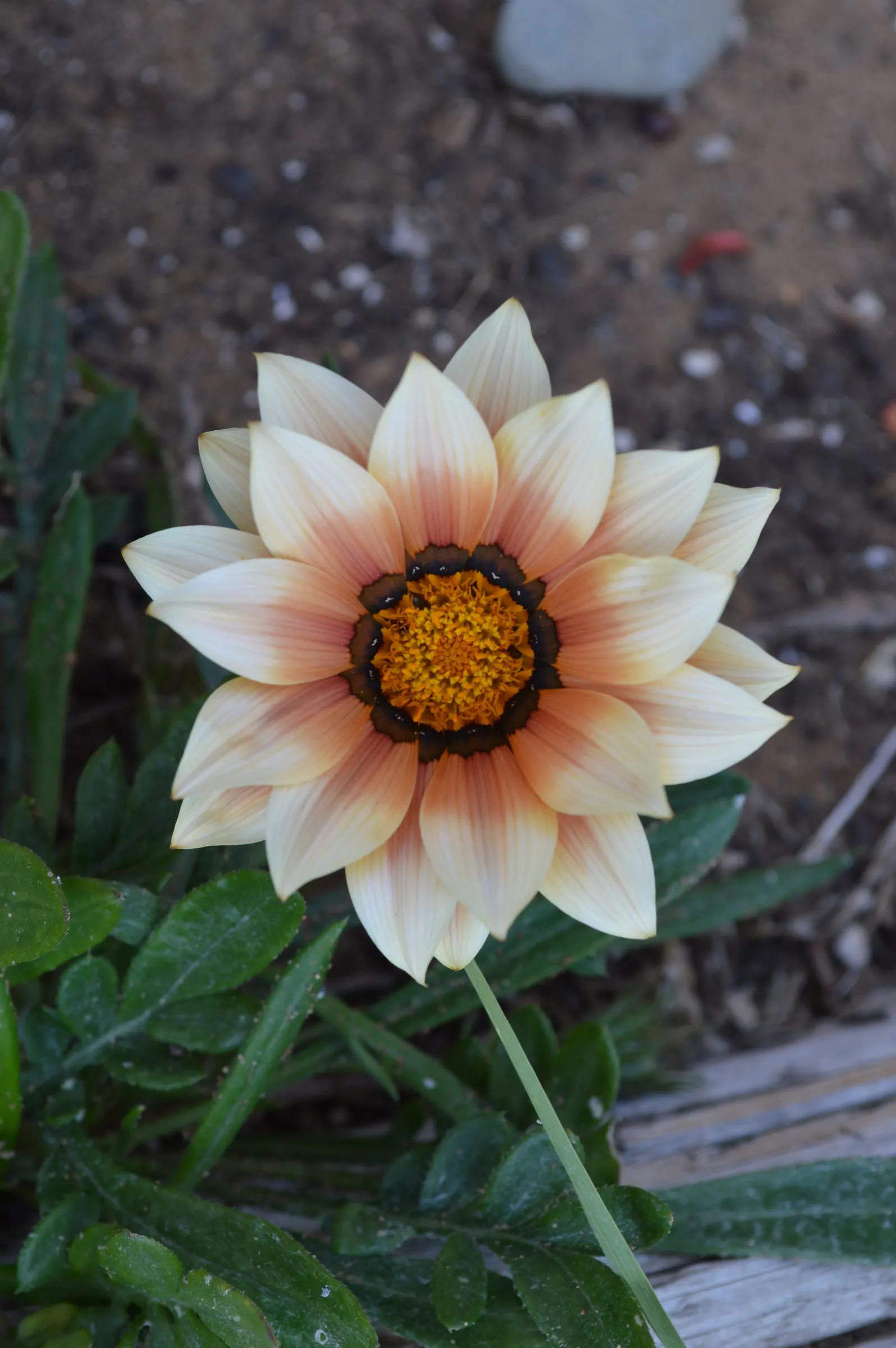 Trailing White Gazania (Gazania 'White') — Its evergreen foliage provides year-round interest, even when not in bloom