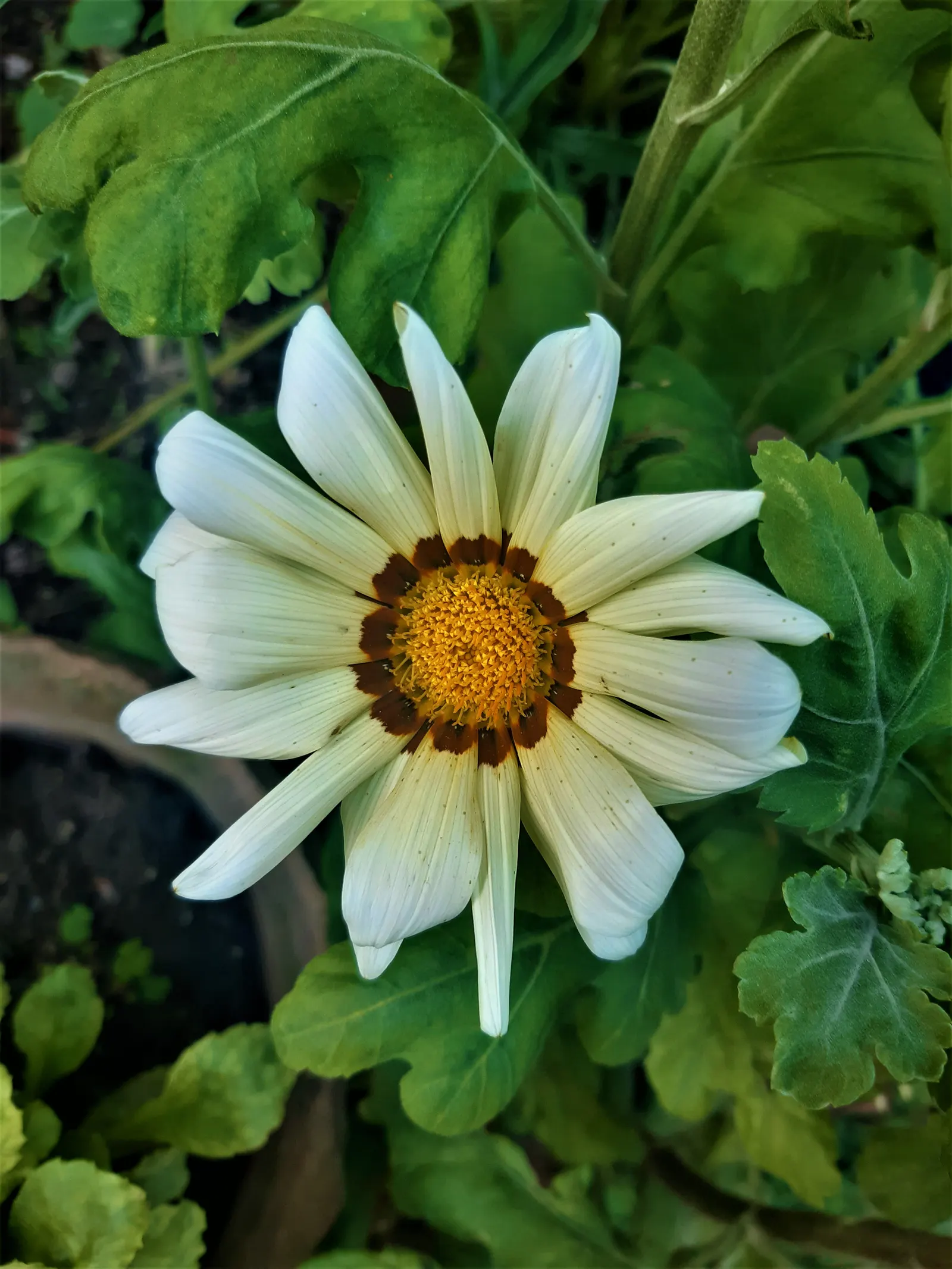 Trailing White Gazania (Gazania 'White') — with sunny yellow petals surrounding a soft white center
