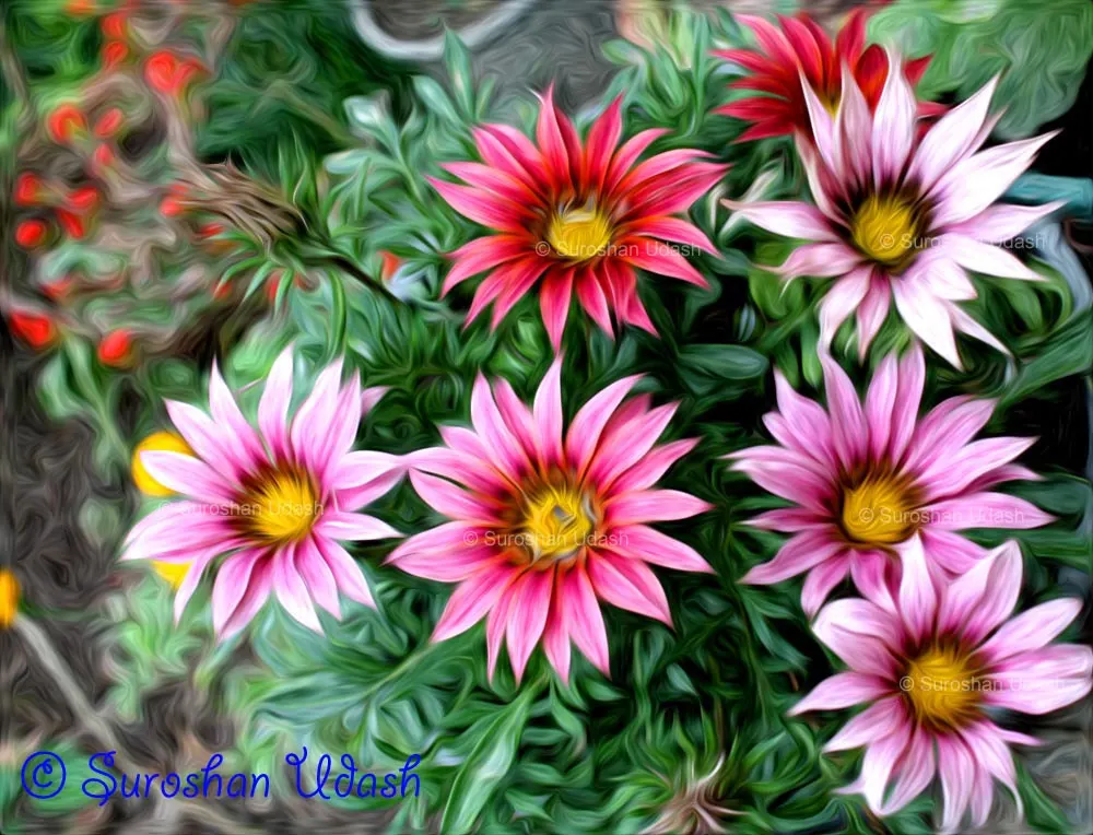 Trailing White Gazania (Gazania 'White') — low-maintenance perennial is ideal for creating vibrant ground covers