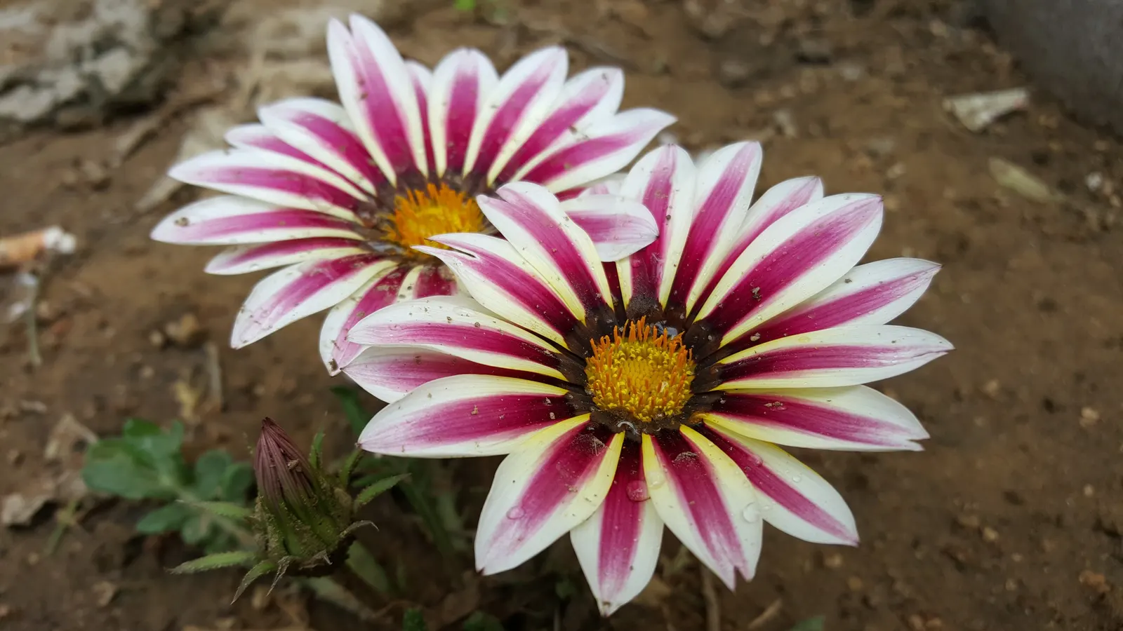 Trailing White Gazania (Gazania 'White') — offers a ground-hugging profusion of striking blooms that will enhance any sunny landscape design