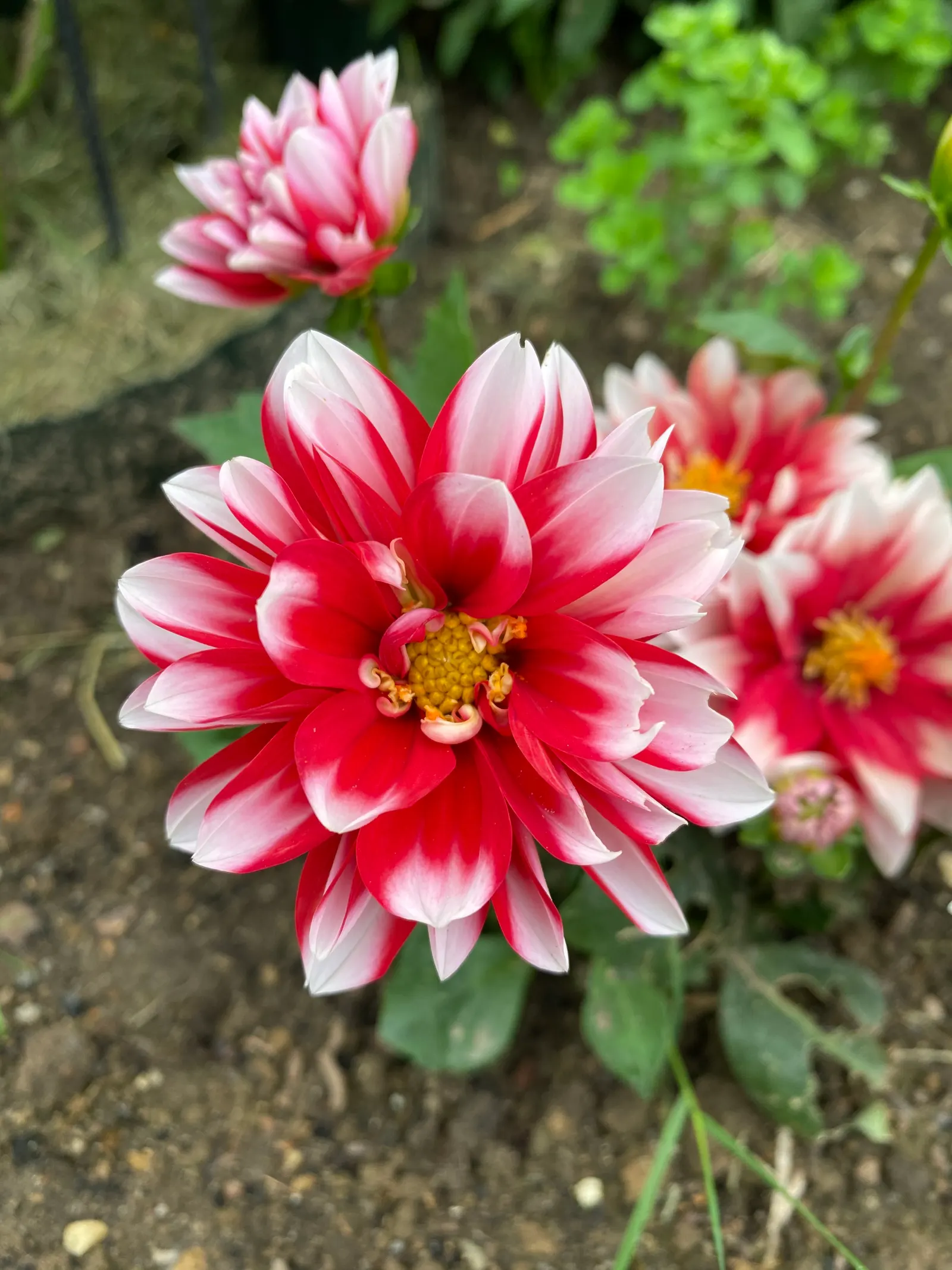 Trailing White Gazania (Gazania 'White') — Trailing Yellow Gazania (Gazania 'White') is a vibrant perennial flaunting striking daisy-like blooms