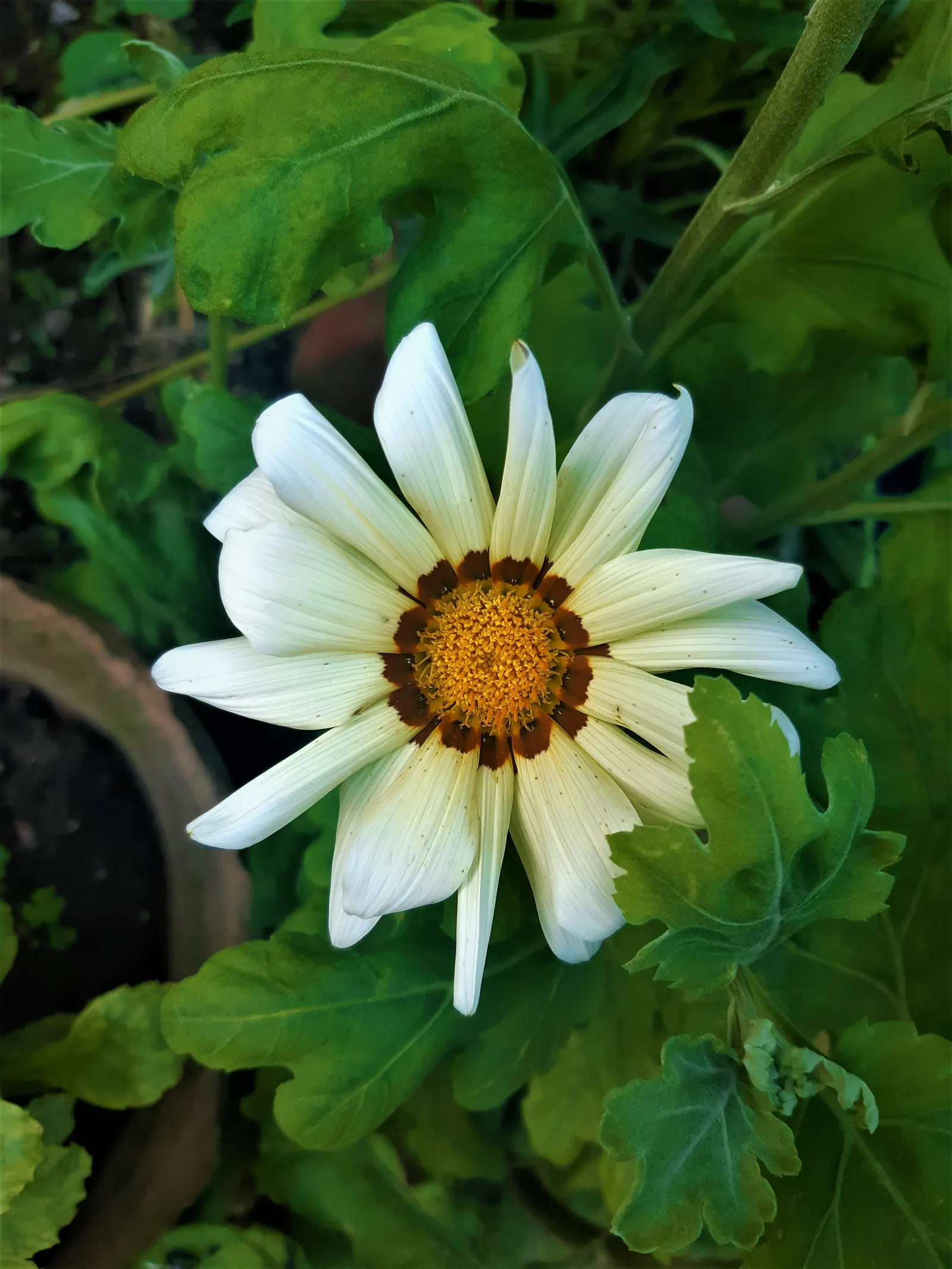 Trailing White Gazania (Gazania 'White') — or adding a pop of color to containers