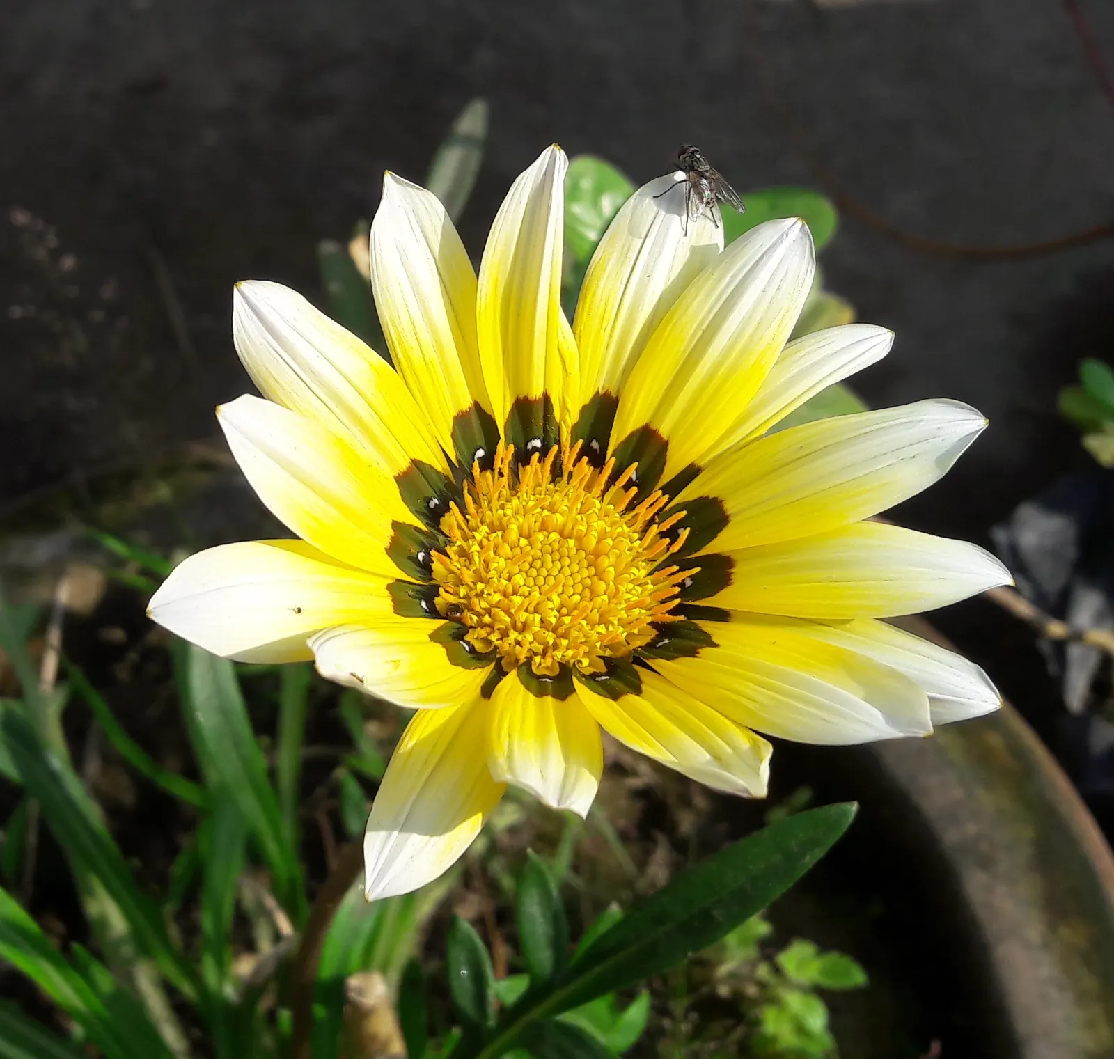 Trailing White Gazania (Gazania 'White') — the Gazania offers the added benefit of being deer-resistant