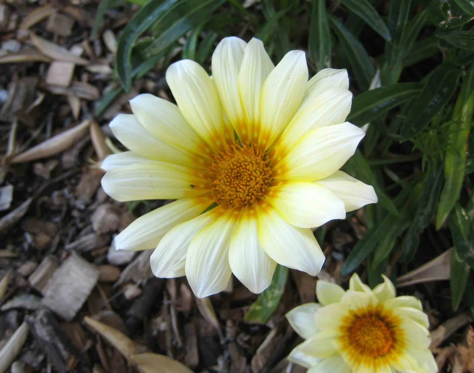Trailing White Gazania (Gazania 'White') — Its adaptability and visual impact make it an invaluable element in any landscape design playbook