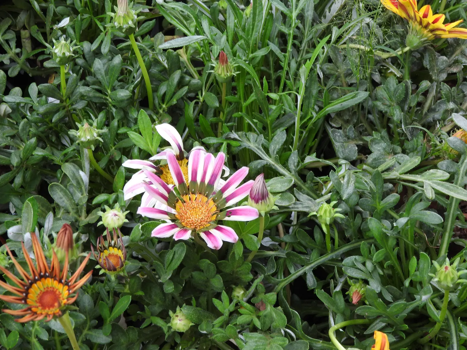 Trailing White Gazania (Gazania 'White') — Blooms primarily in summer