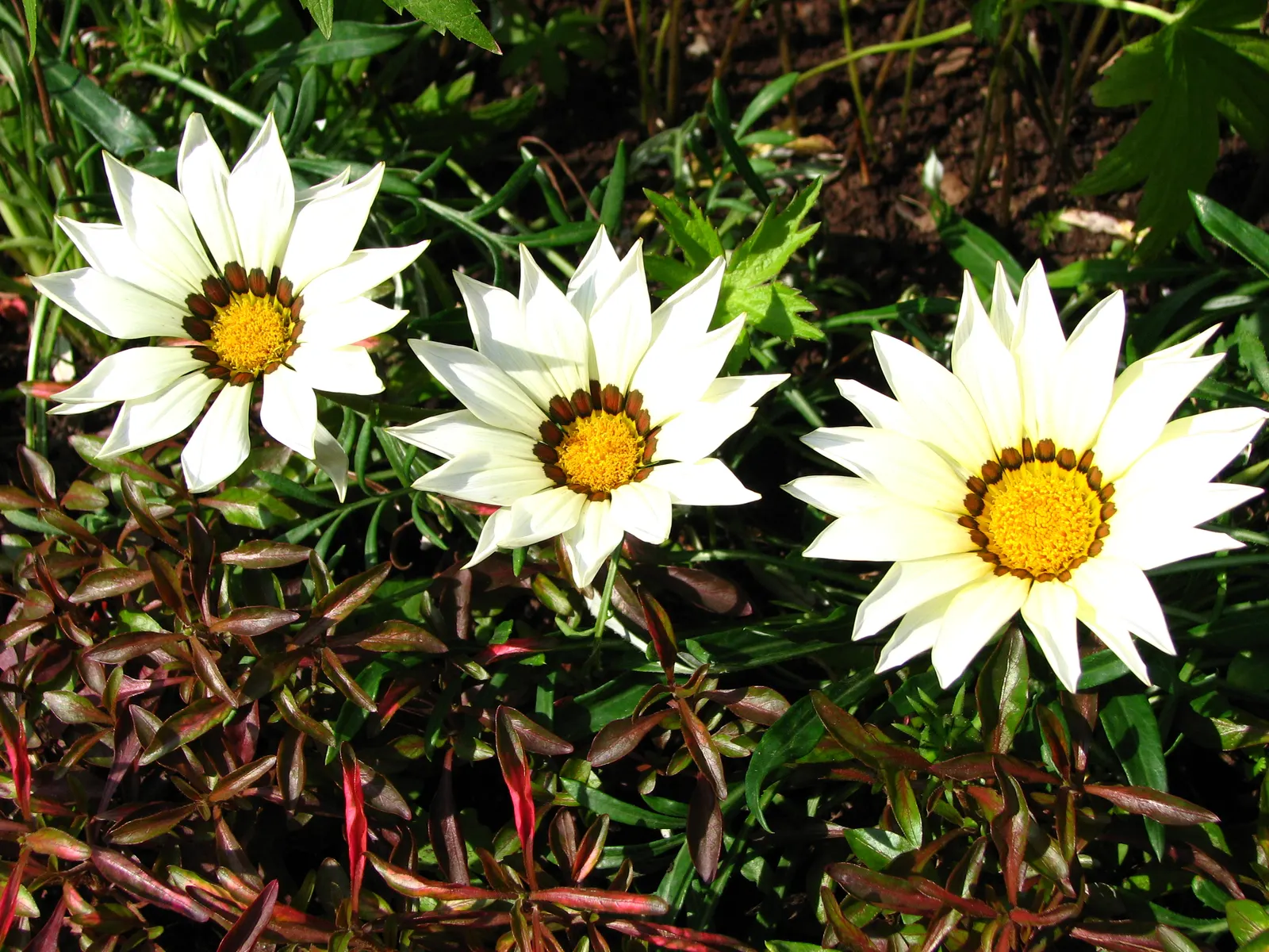 Trailing White Gazania (Gazania 'White') — Regular deadheading will encourage more prolific flowering throughout the growing season