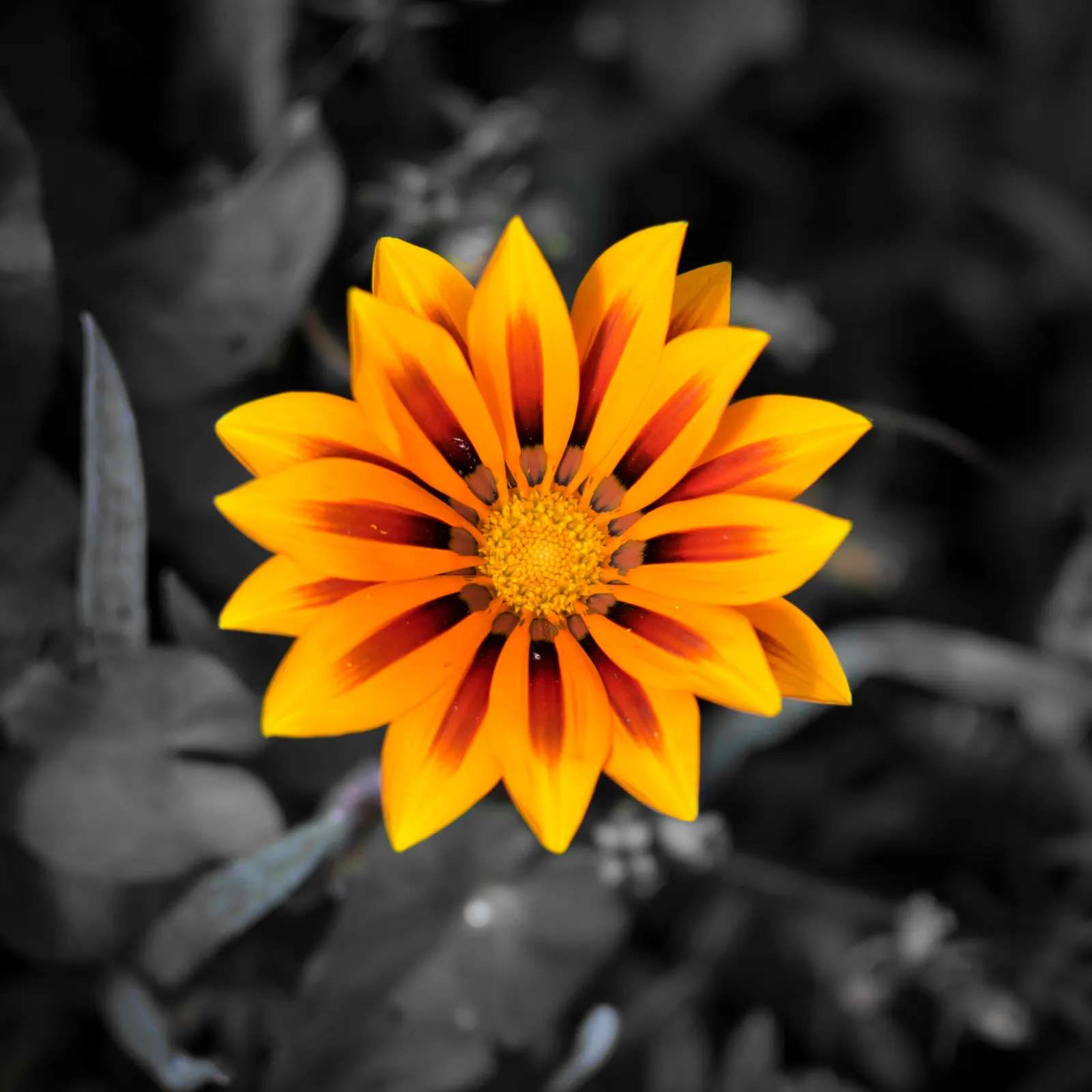 Trailing White Gazania (Gazania 'White') — spilling over edges or rockeries